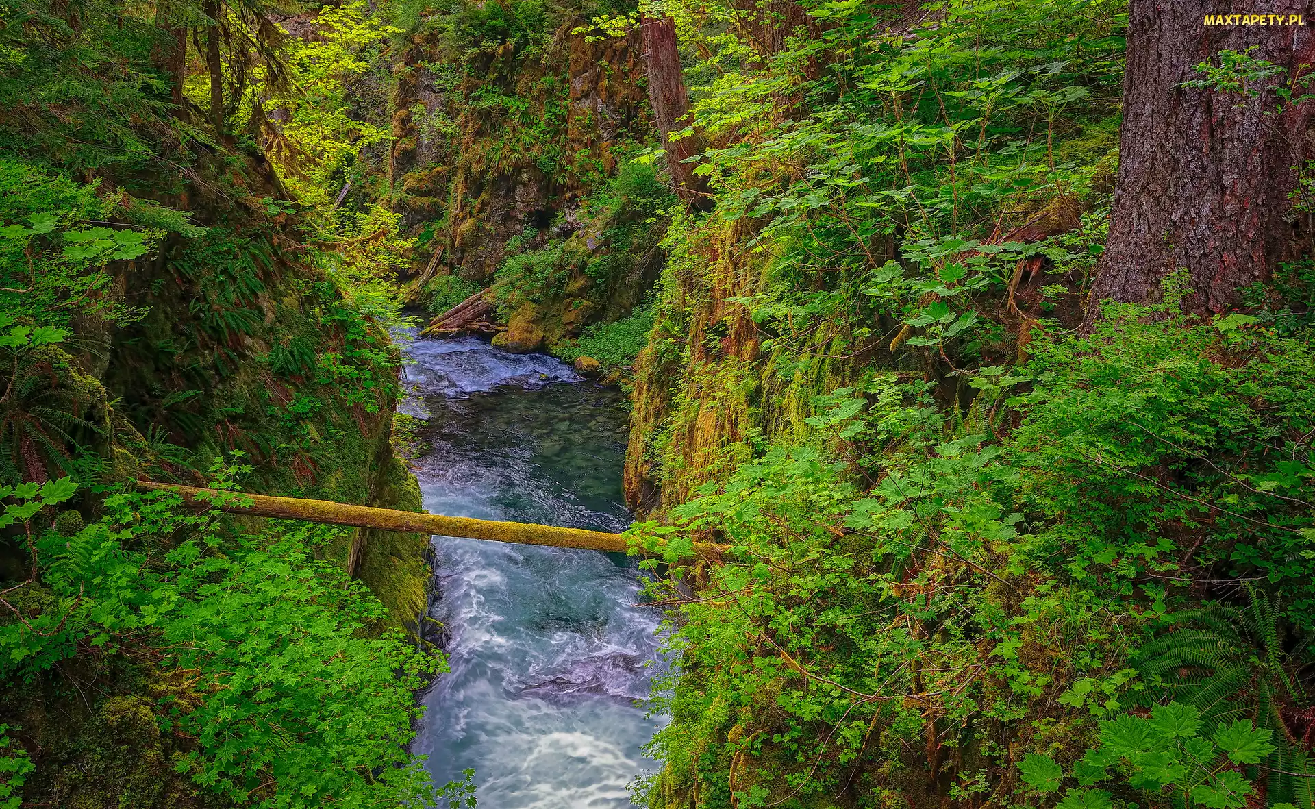 Drzewa, Sol Duc River, Las, Rzeka, Stan Waszyngton, Rośliny, Stany Zjednoczone, Park Narodowy Olympic