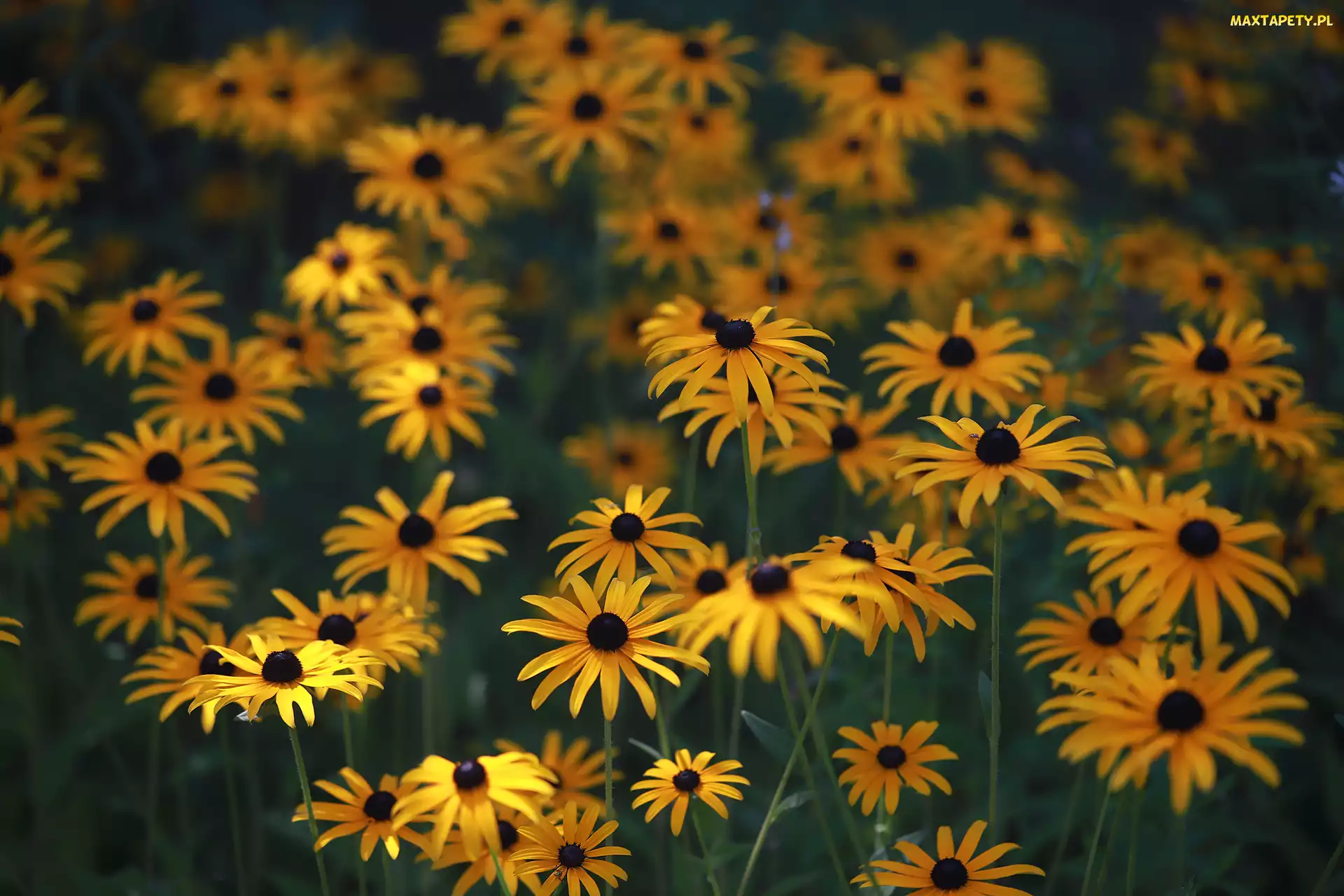 Kwiaty, Żółte, Rozwinięte, Rudbekie