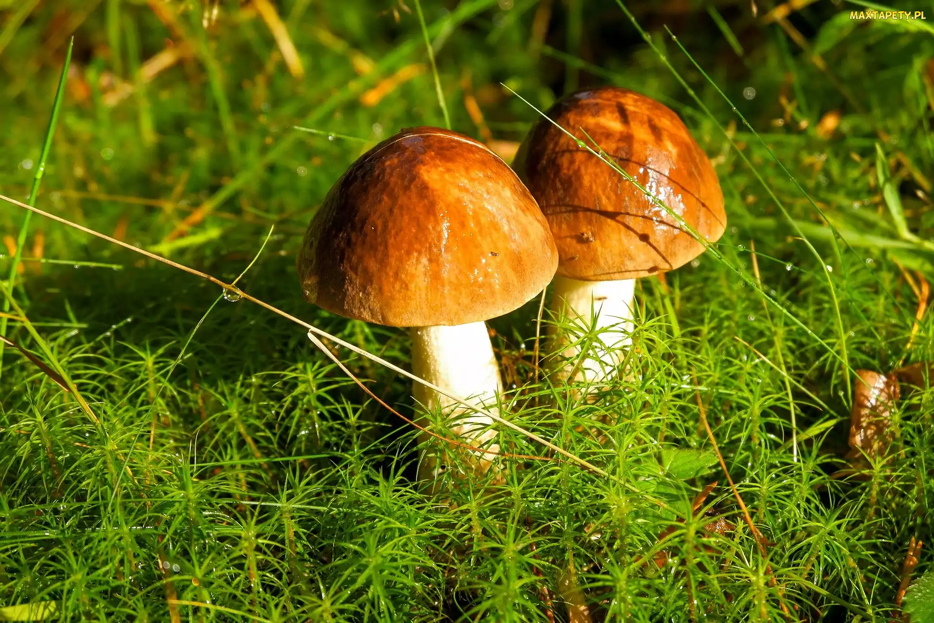 Dwa, Ściółka, Mech, Borowiki, Grzyby