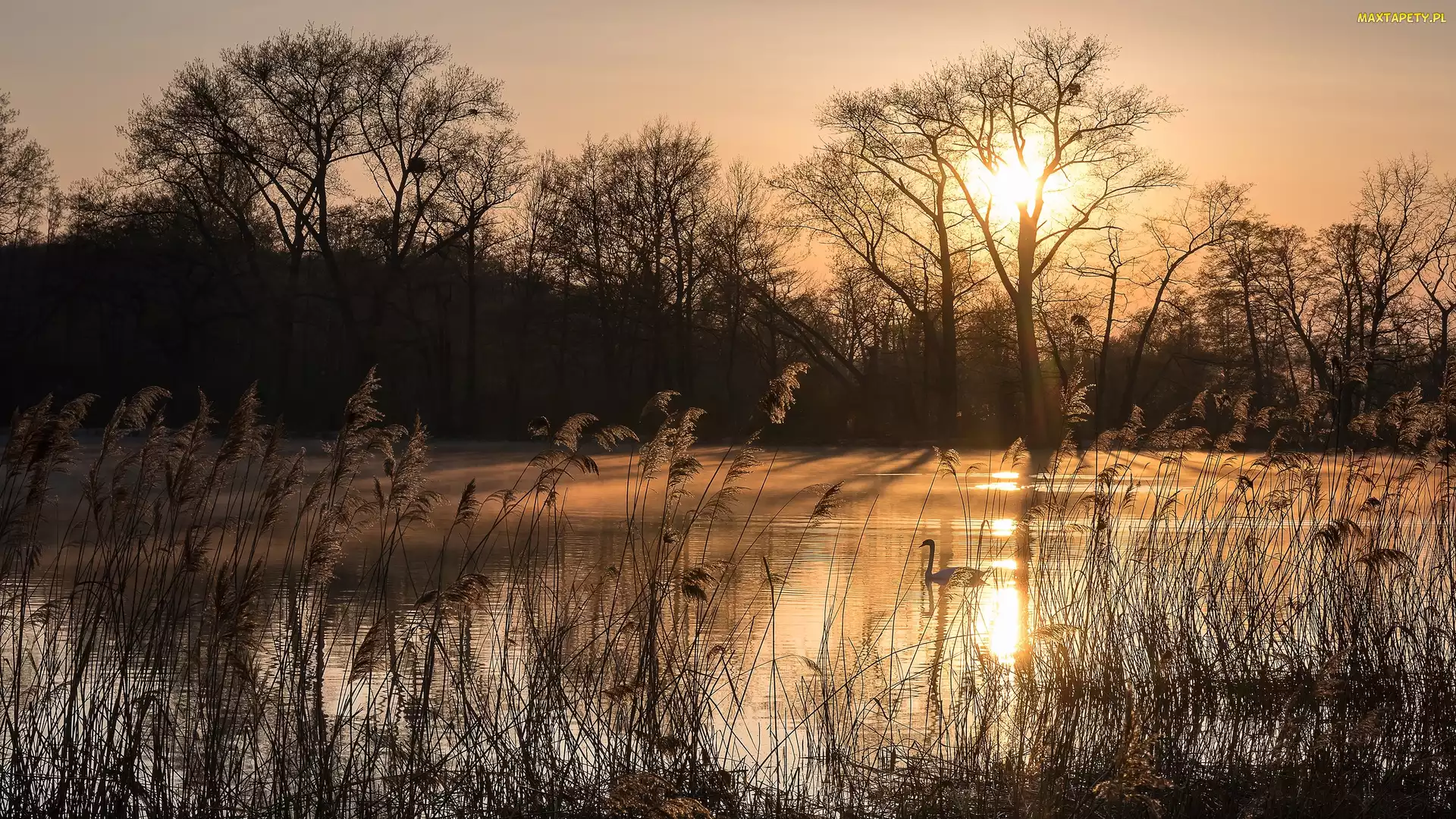 Łabędź, Staw, Trawa, Zachód słońca, Drzewa, Jesień, Słońce