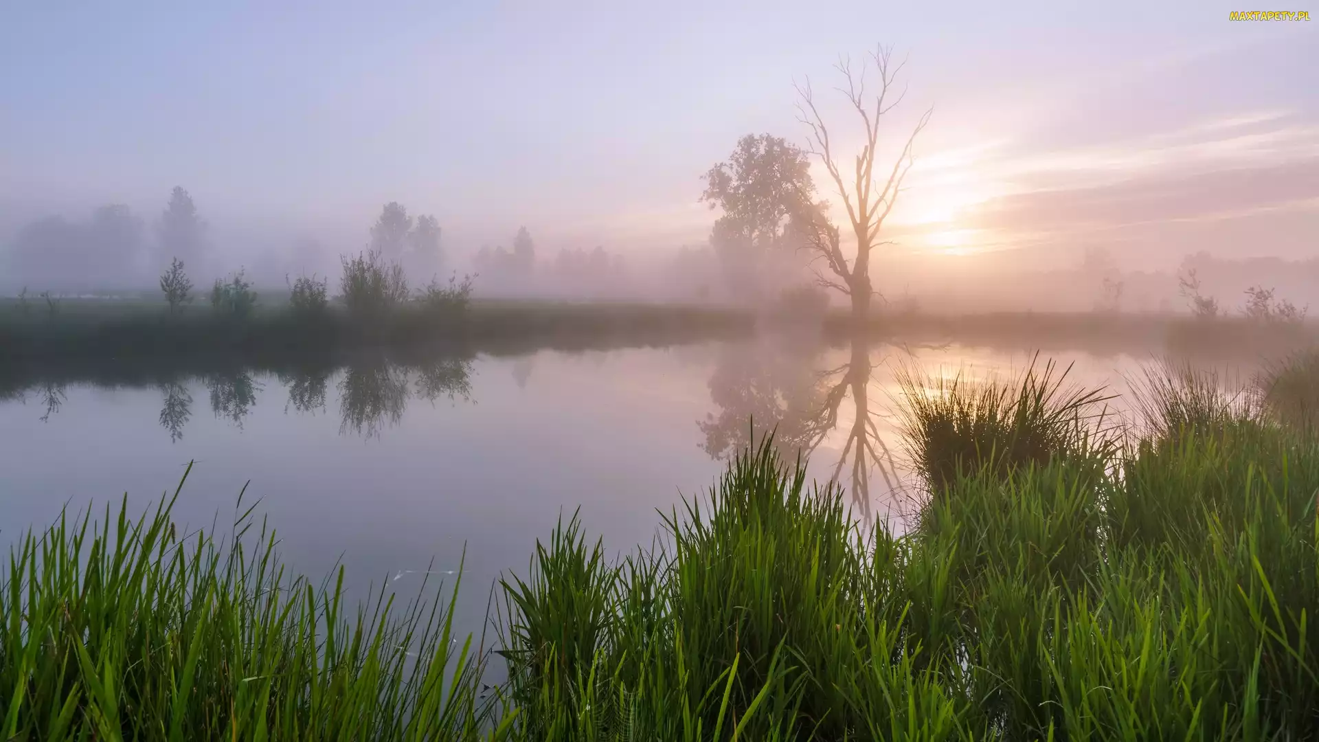 Wschód słońca, Świt, Mgła, Jezioro, Trawa, Drzewa