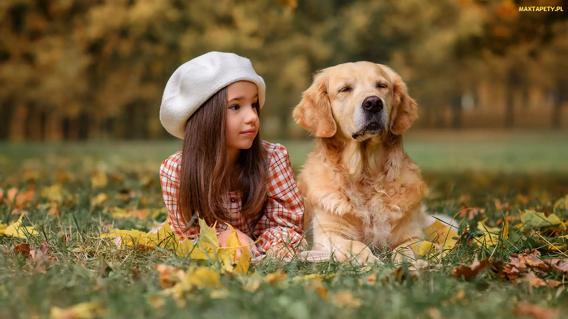 Pies, Jesień, Łąka, Golden retriever, Dziewczynka