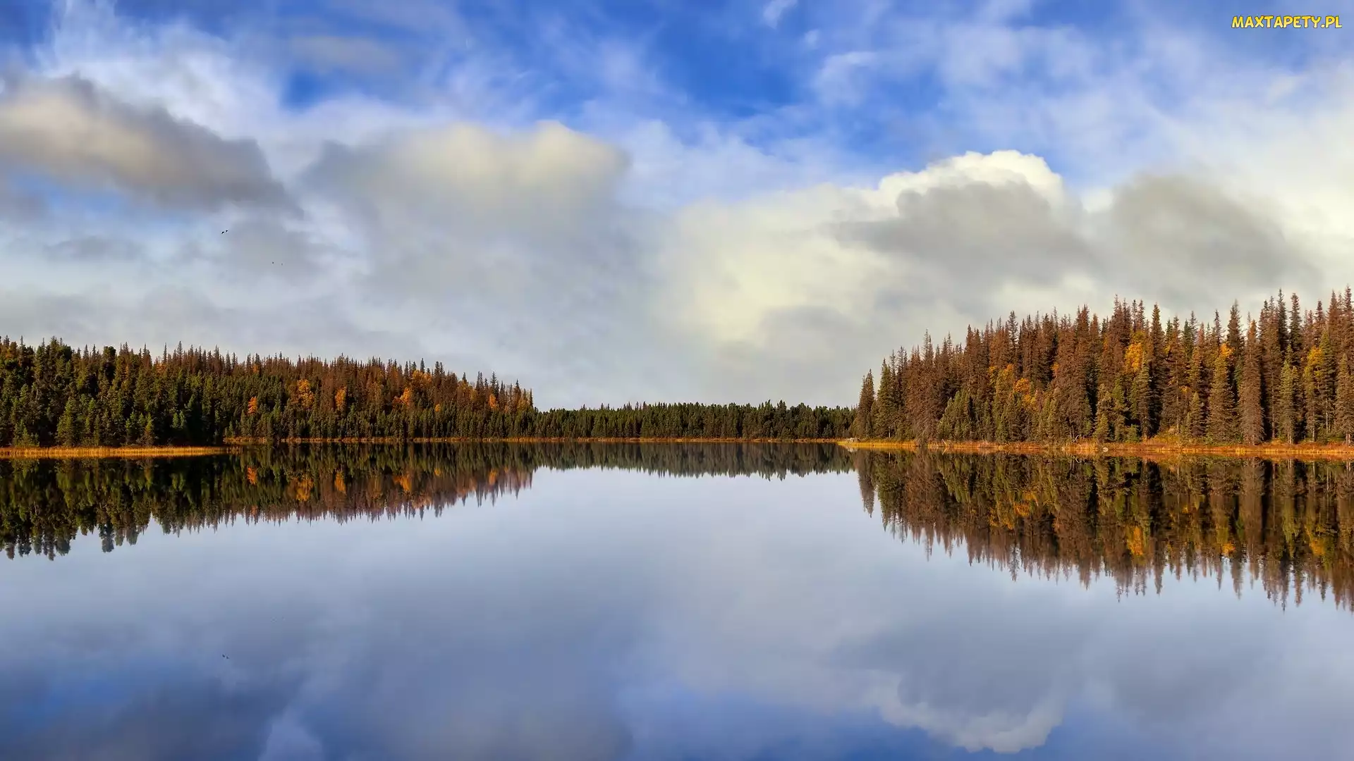 Alaska, Odbicie, Jezioro, Stany Zjednoczone, Drzewa, Jesień, Twelvemile Lake