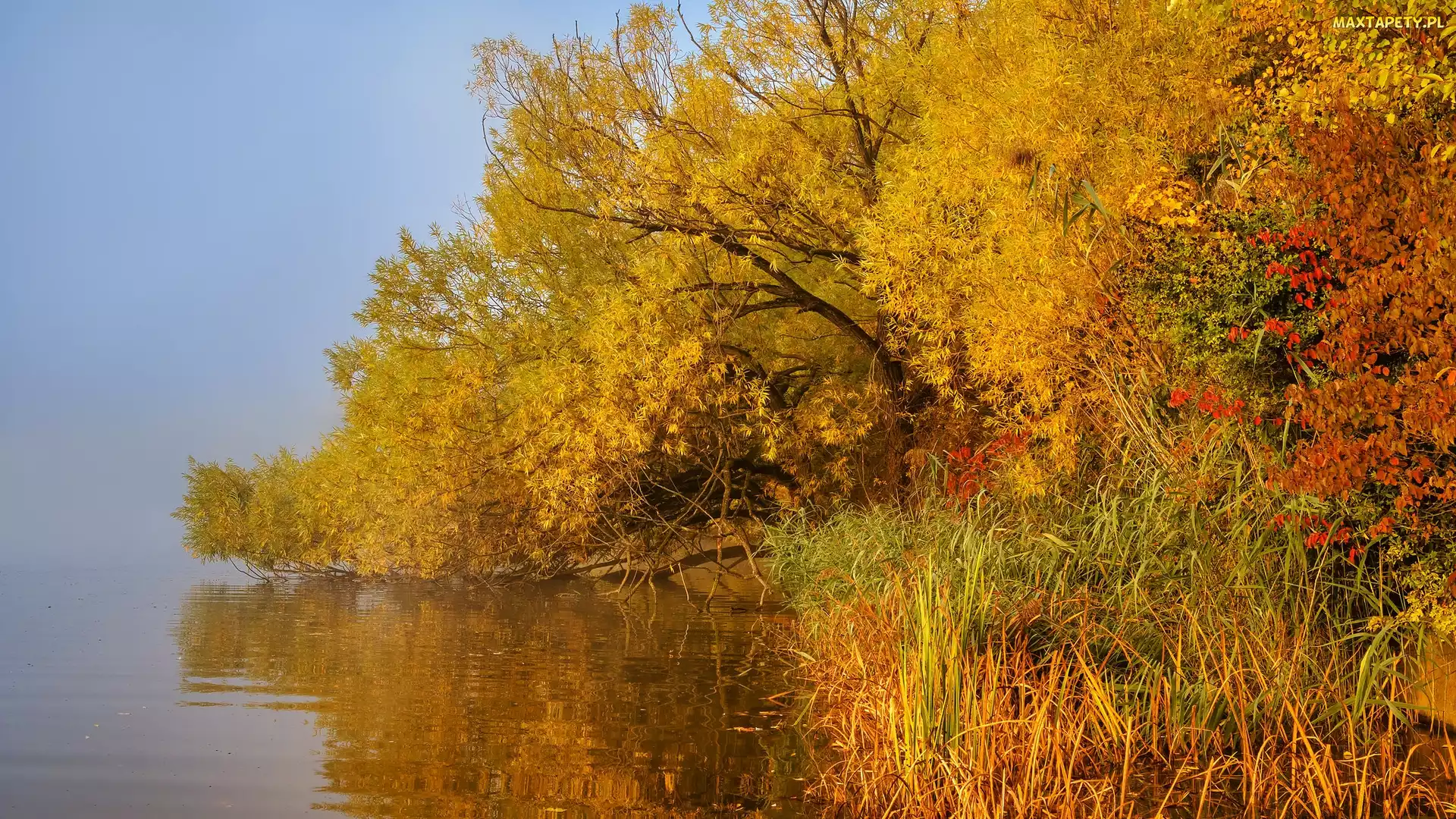Drzewa, Mgła, Rzeka, Szuwary, Jesień
