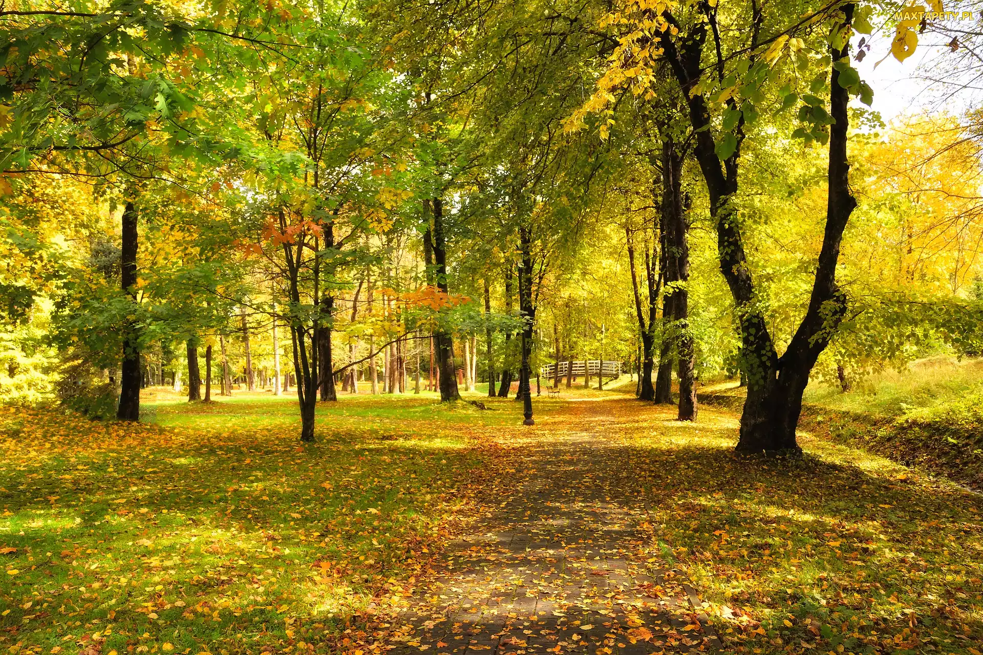 Blask, Słoneczny, Park, Jesień, Drzewa, Mostek