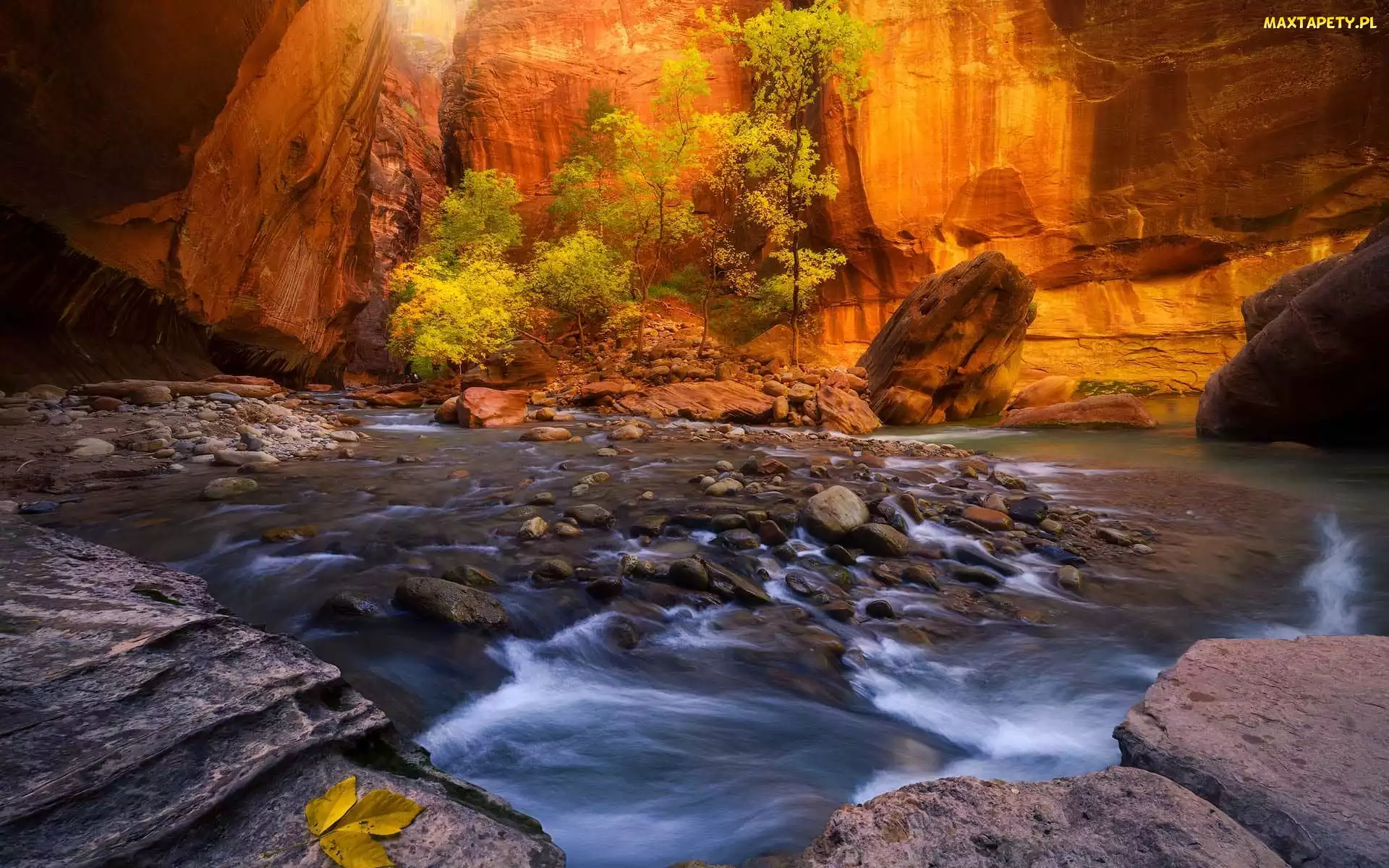 Park Narodowy Zion, Stan Utah, Virgin River, Stany Zjednoczone, Drzewa, Rzeka, Kanion Zion Narrows, Skały, Kamienie