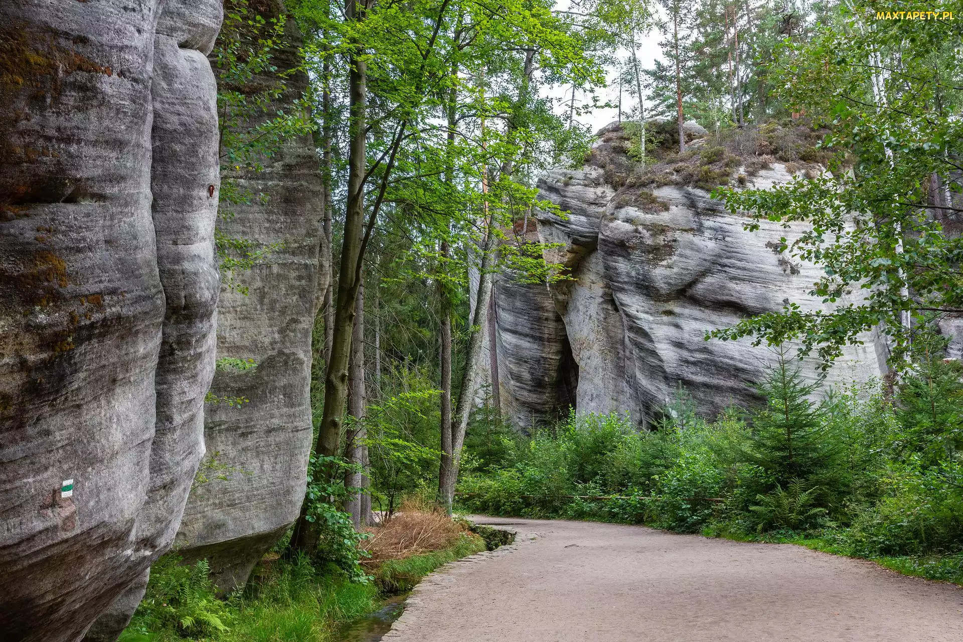 Czechy, Park Narodowy Adrspach, Skały, Drzewa