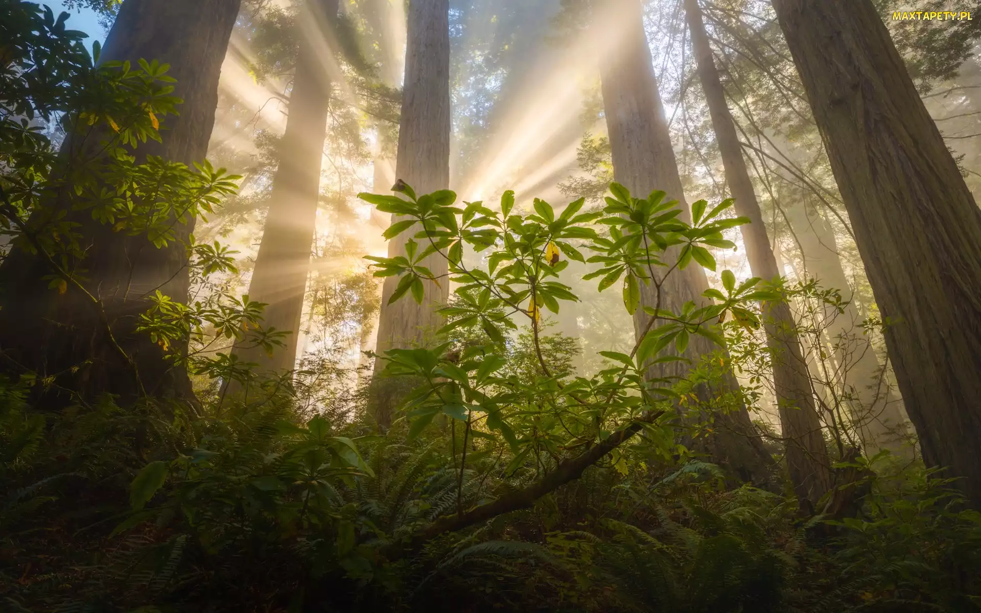 Paprocie, Sekwoje, Kalifornia, Przebijające światło, Drzewa, Stany Zjednoczone, Park Narodowy Redwood