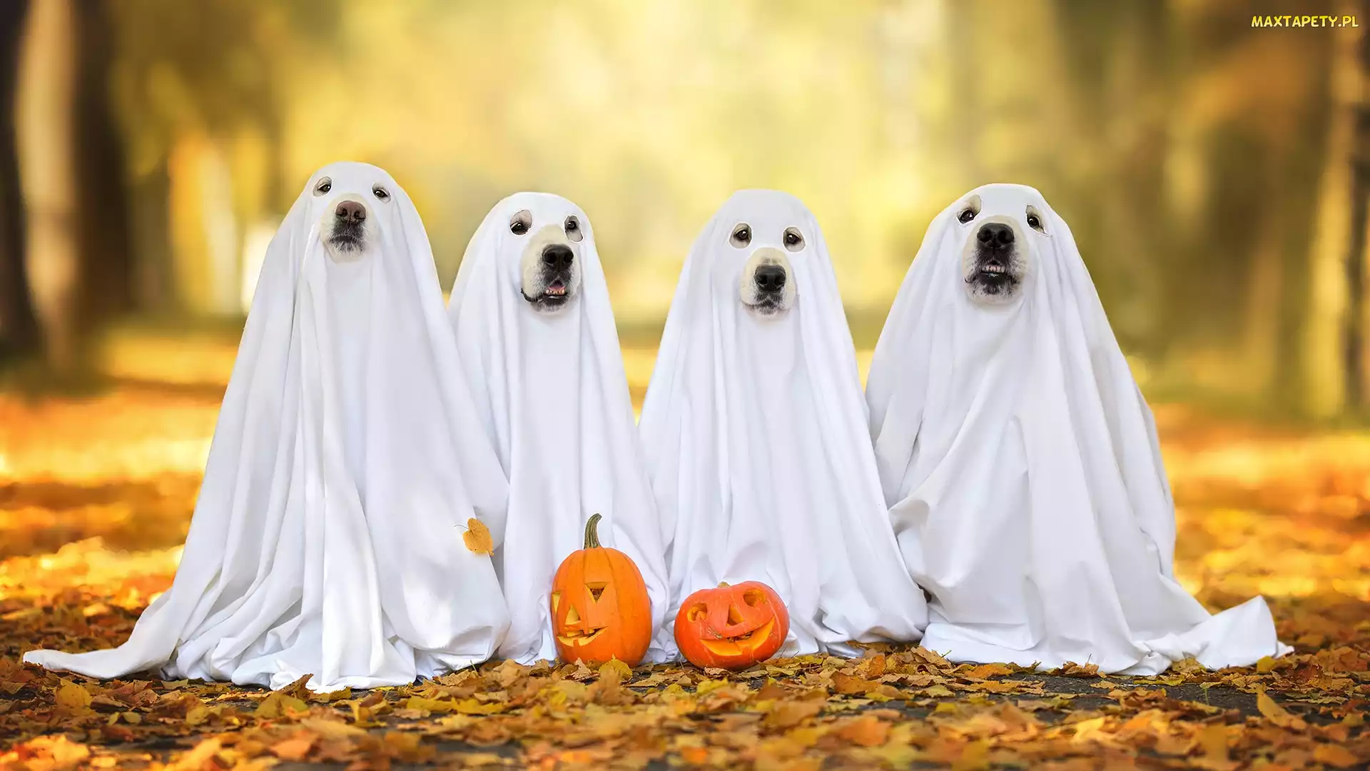 Duchy, Liście, Psy, Cztery, Halloween, Dynie