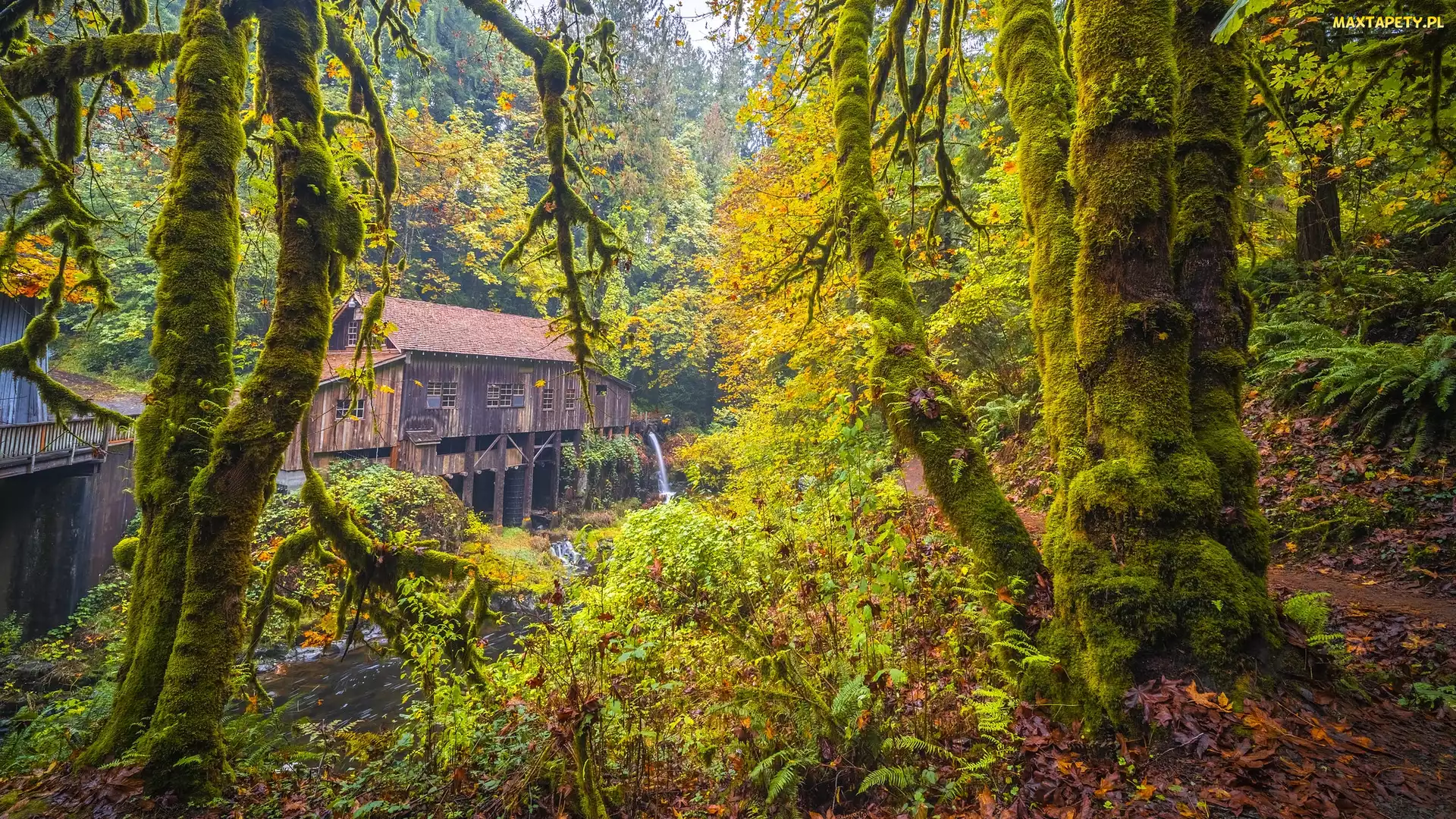 Młyn, Drzewa, Jesień, Rzeka, Stan Waszyngton, Cedar Creek Grist Mill, Stany Zjednoczone, Las