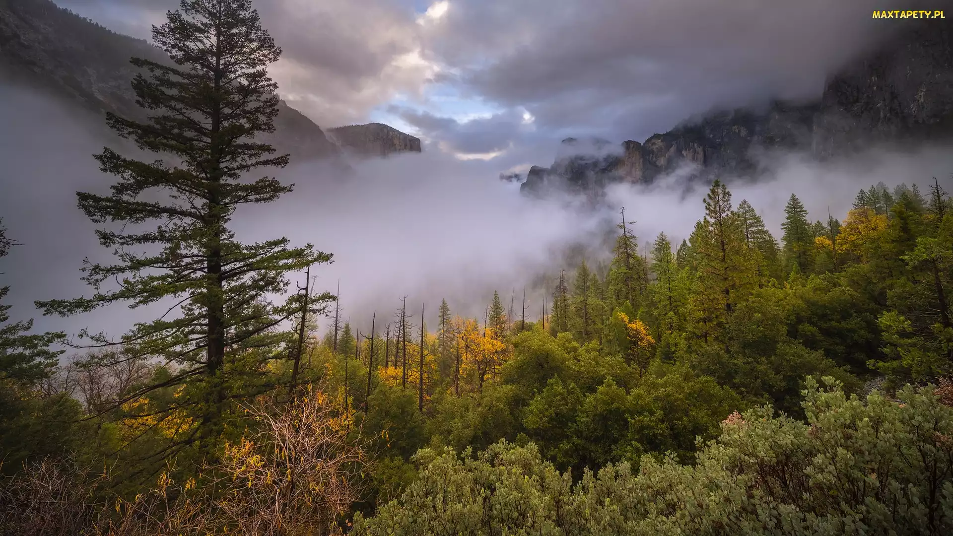 Kalifornia, Park Narodowy Yosemite, Mgła, Stany Zjednoczone, Krzewy, Góry, Drzewa