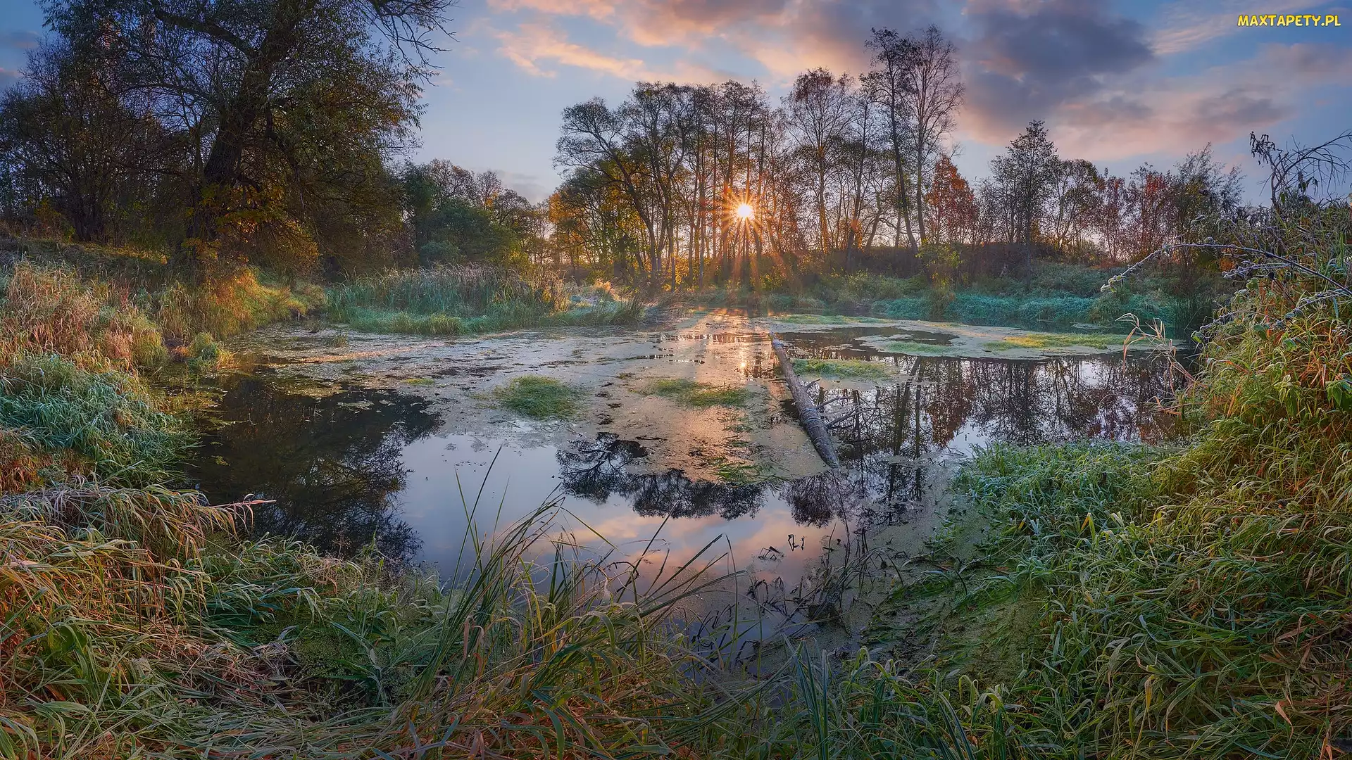 Promienie słońca, Trawa, Staw, Drzewa