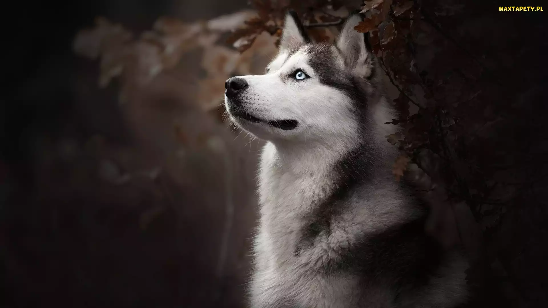 Siberian husky, Krzew, Pies
