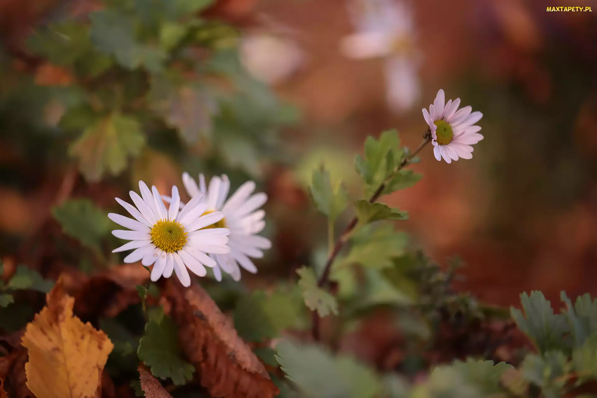 Jesienny, Kwiat, Aster