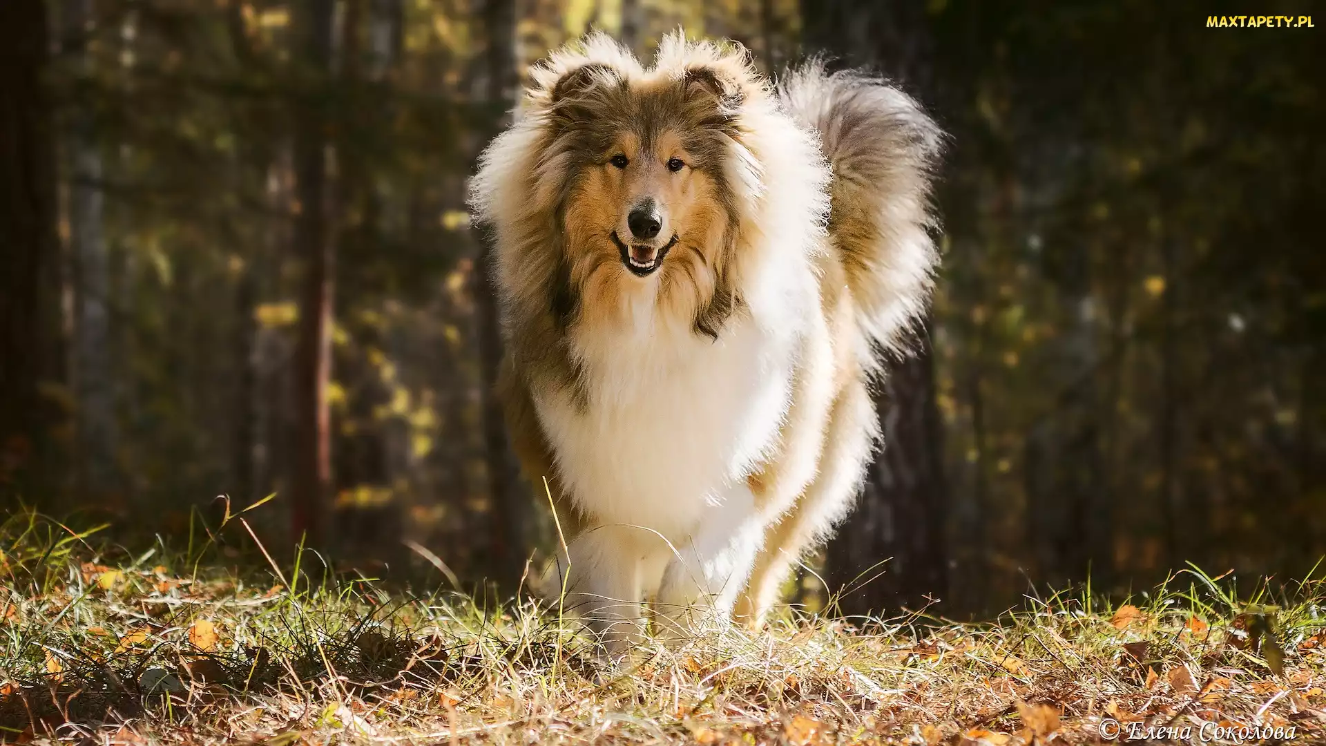 Pies, Trawa, Owczarek szkocki długowłosy
