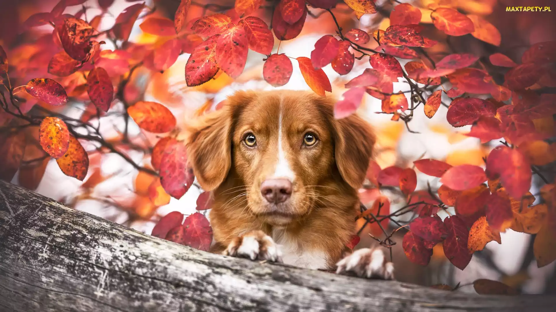 Liście, Retriever z Nowej Szkocji, Pies