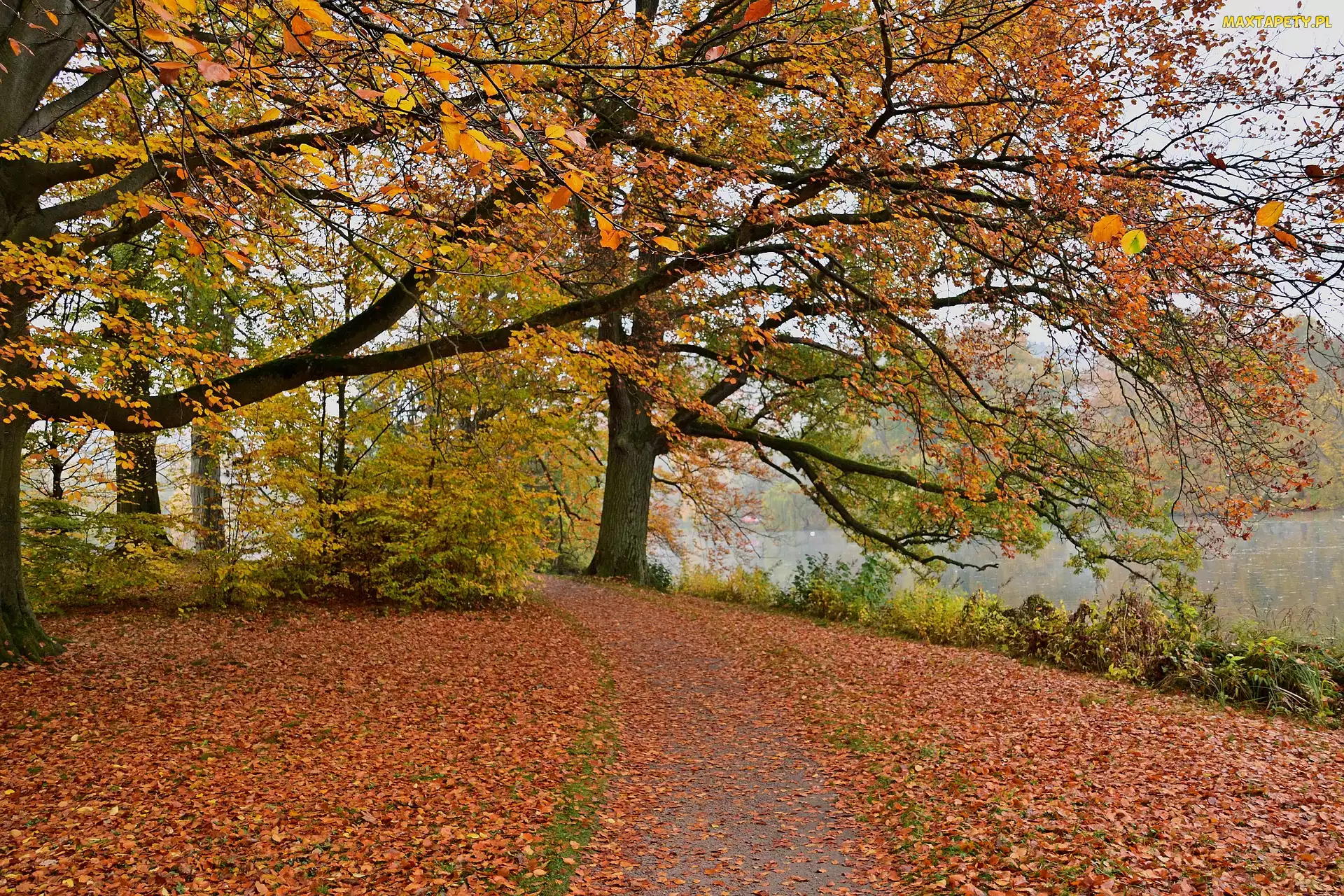Park, Staw, Drzewa, Jesień, Opadłe, Liście