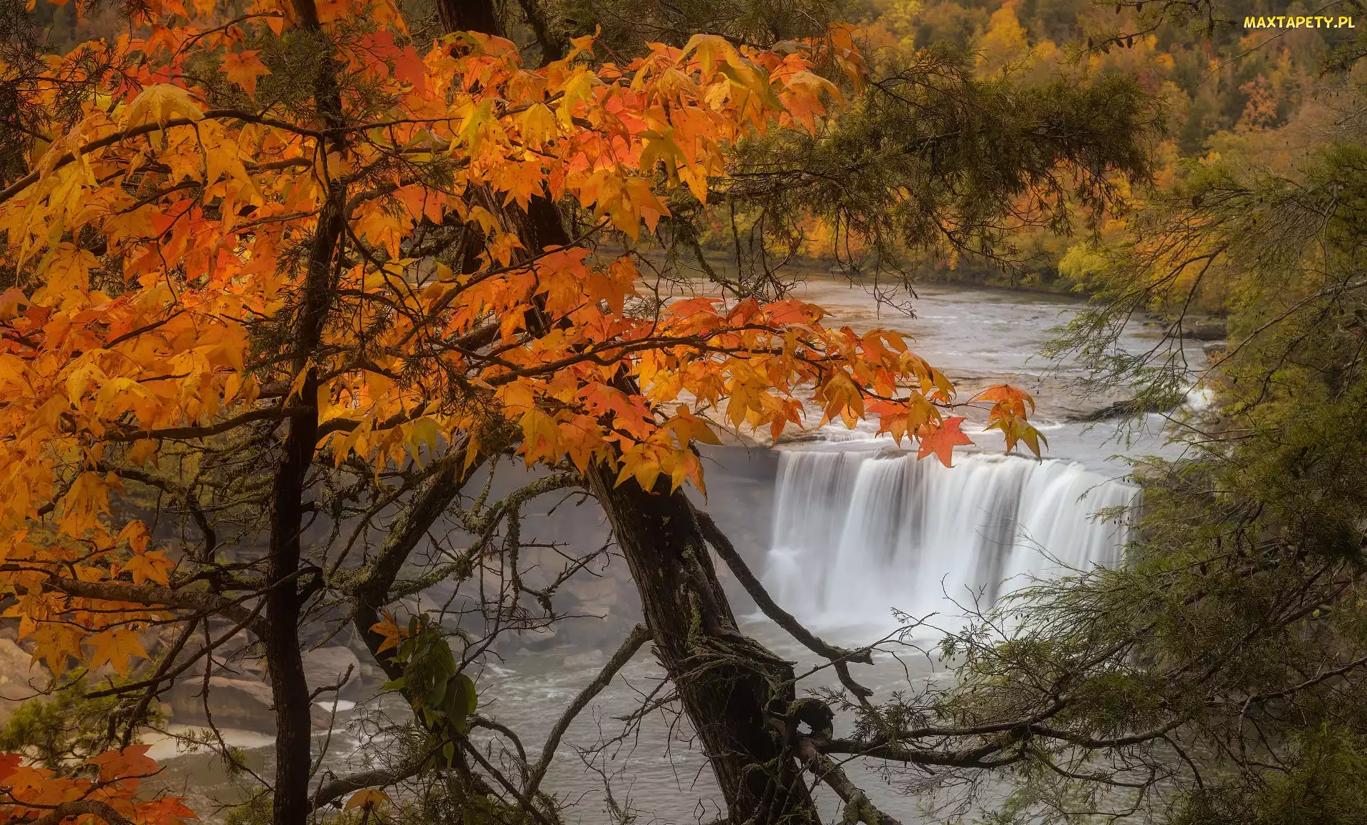 Stany Zjednoczone, Kentucky, Cumberland Falls, Wodospad, Drzewa, Jesień