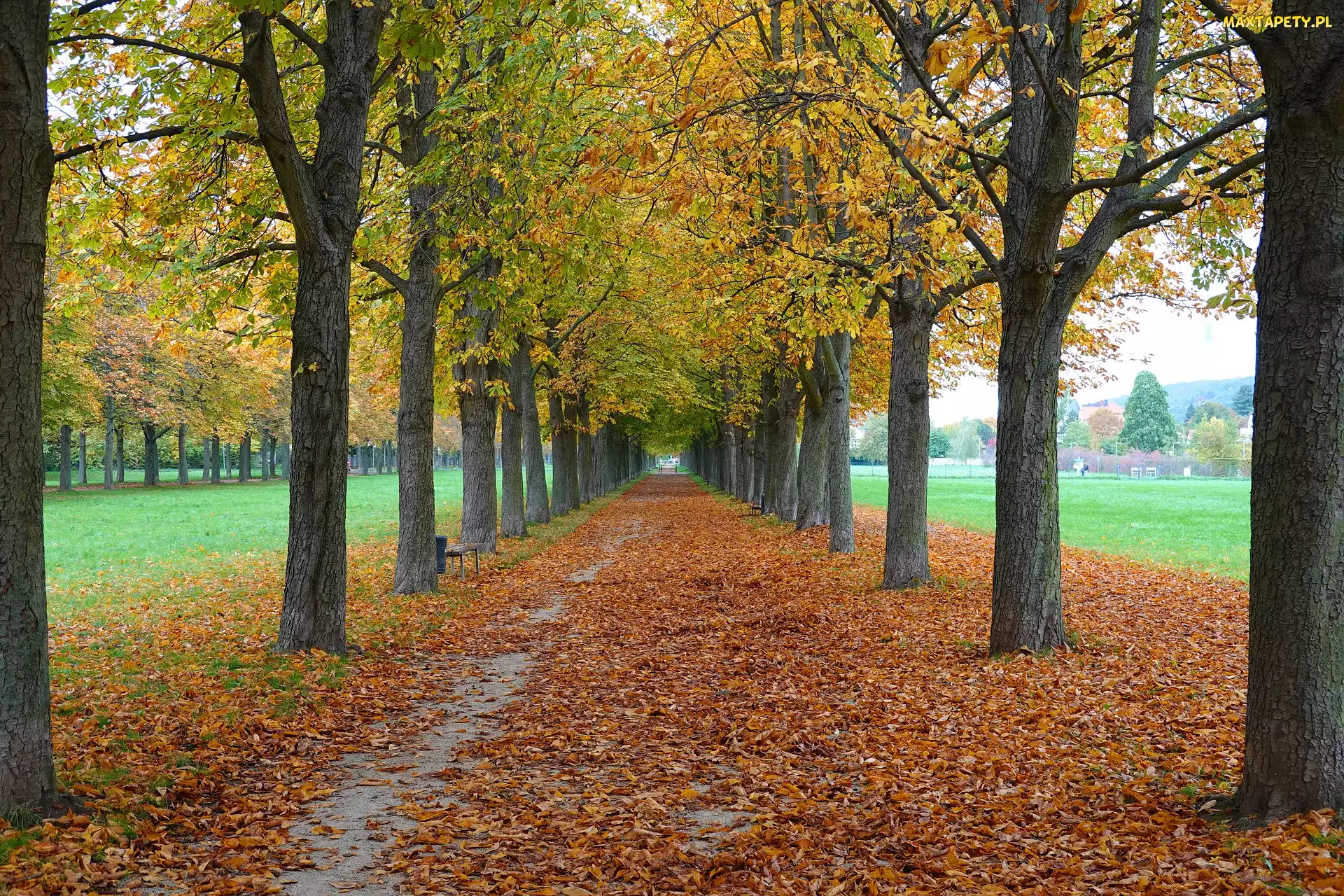 Liście, Opadłe, Drzewa, Park, Aleja, Jesień, Kasztanowce