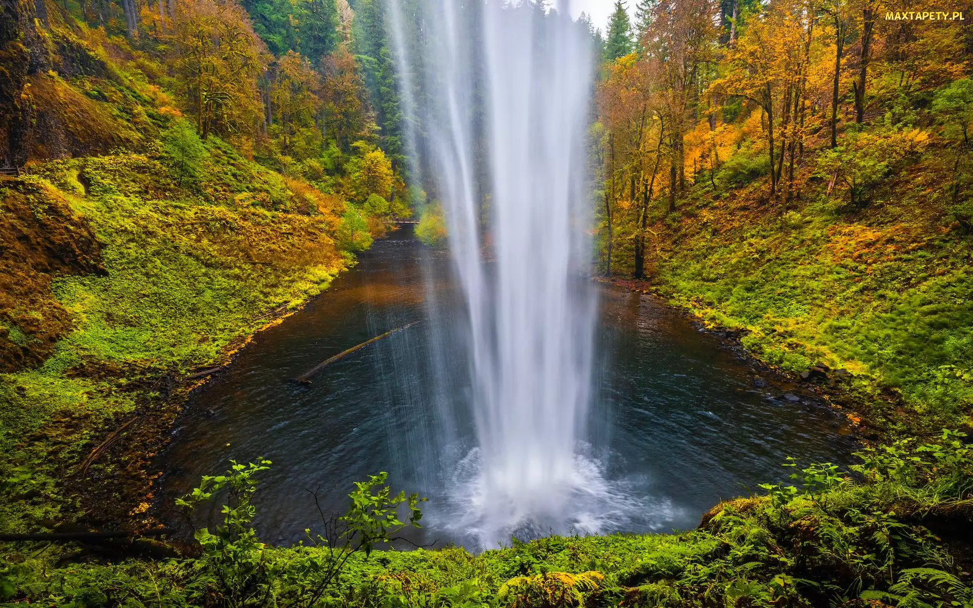 Oregon, Park stanowy Silver Falls, Las, Stany Zjednoczone, Jesień, Wodospad South Falls, Drzewa