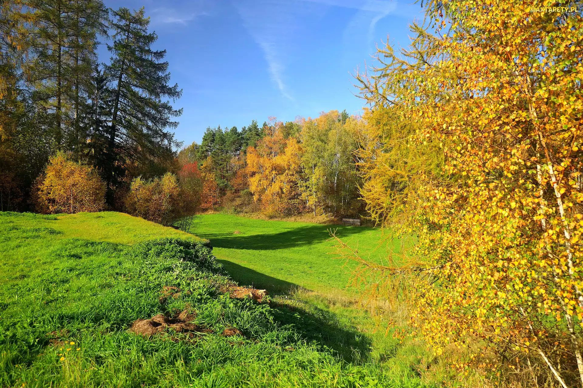 Dzień, Słoneczny, Las, Jesień, Drzewa, Polana