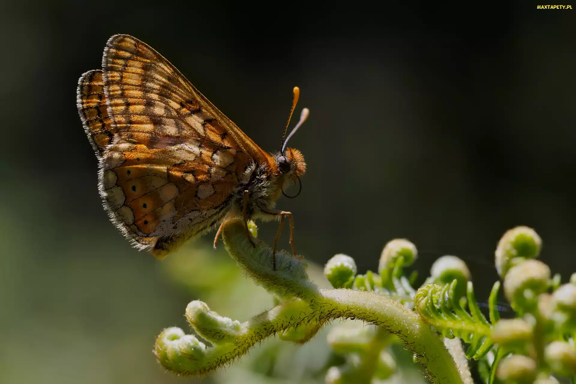 Gałązka, Zbliżenie, Motyl, Przeplatka aurinia
