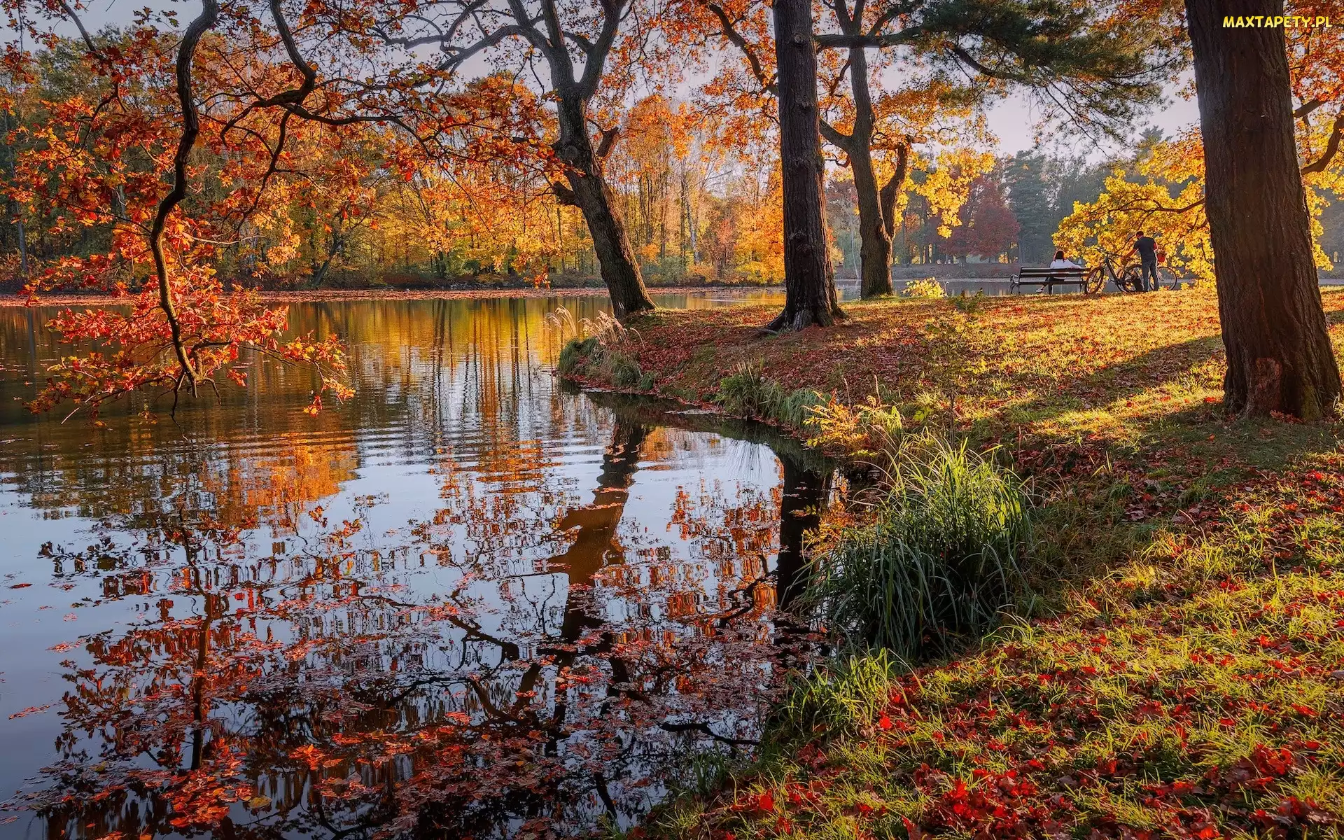 Drzewa, Jesień, Park, Jezioro