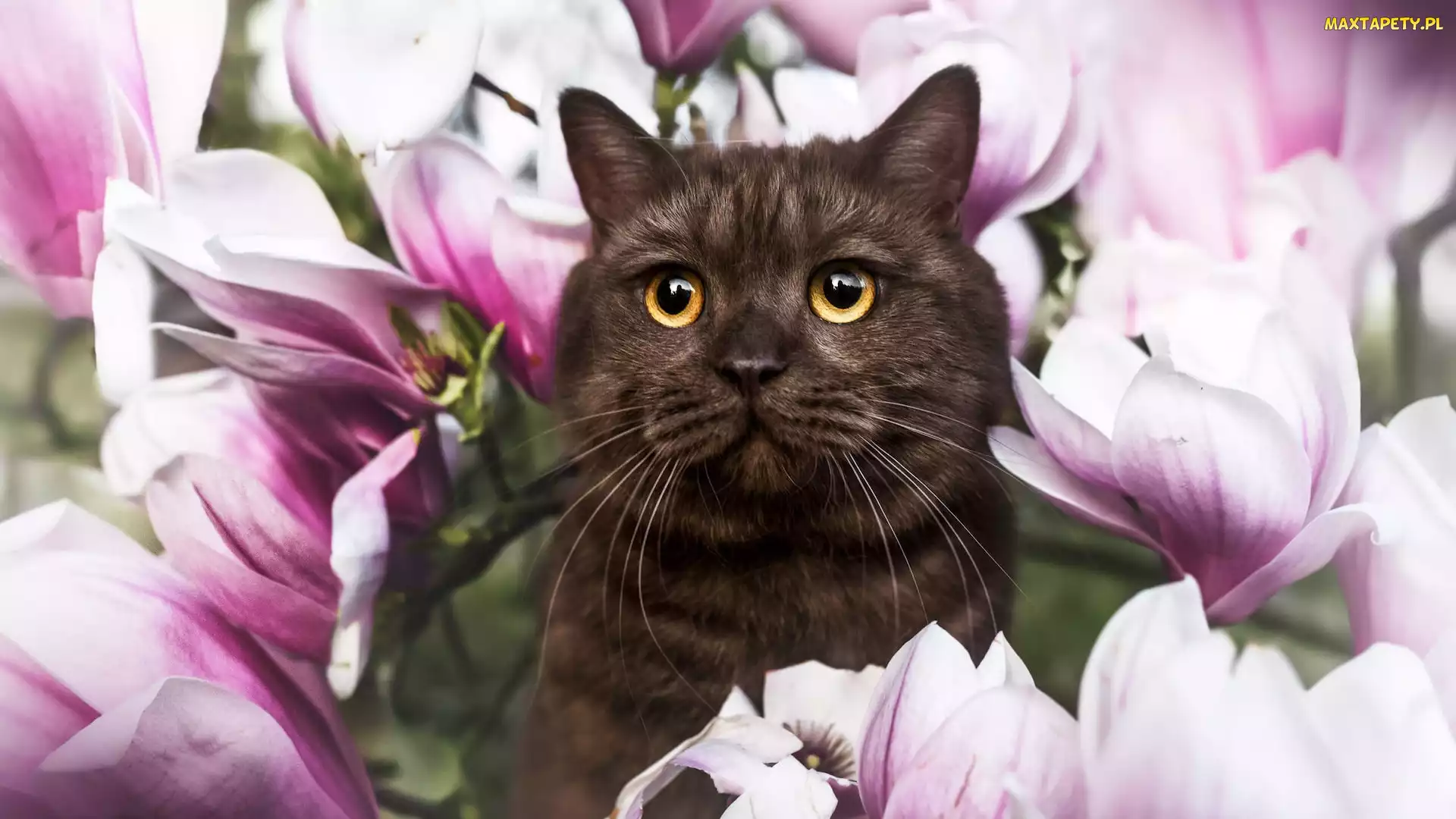 Kwiaty, Magnolie, Kot