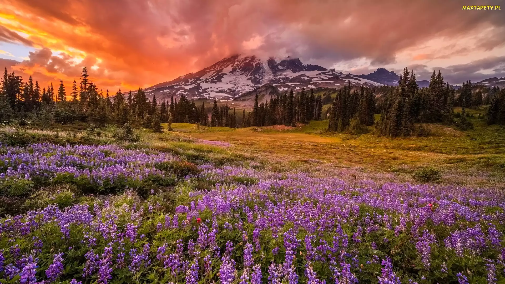 Góry, Park Narodowy Mount Rainier, Łąka, Stany Zjednoczone, Łubin, Kwiaty, Chmury, Zachód słońca, Drzewa