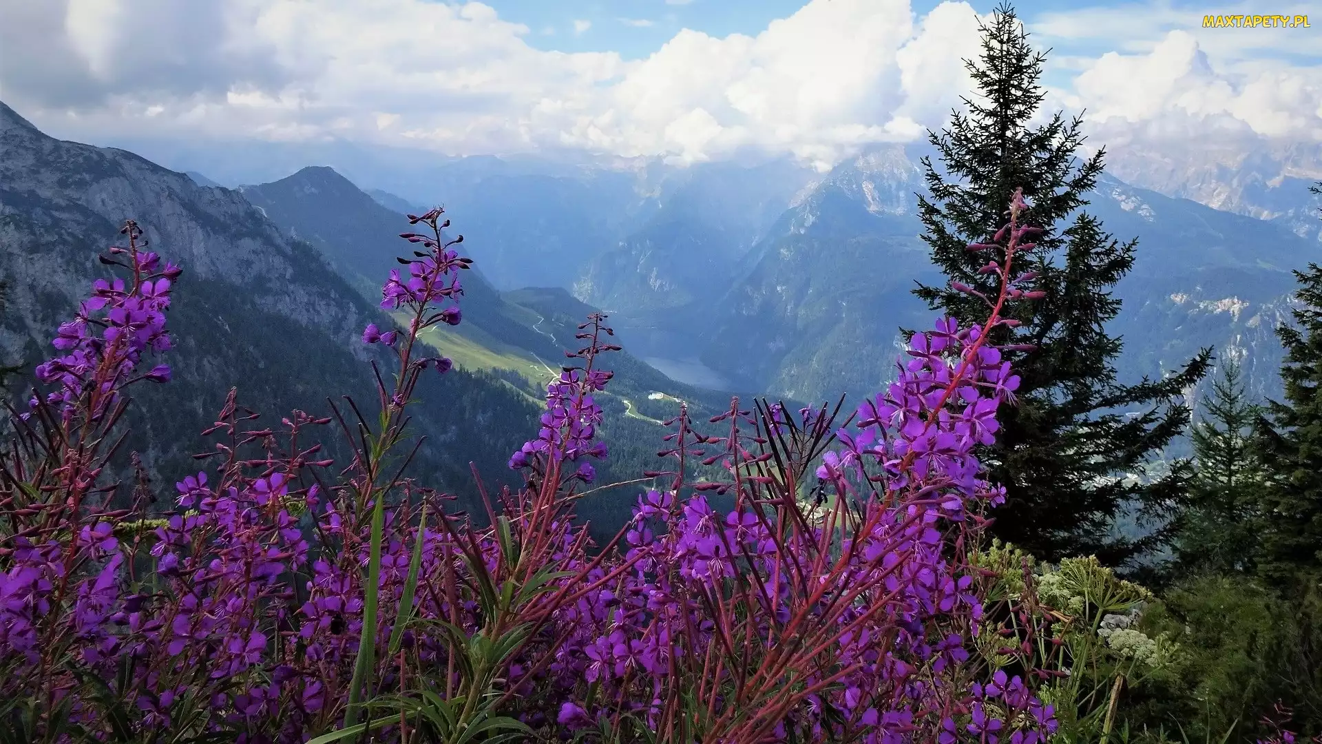 Berchtesgaden, Kwiaty, Alpy Berchtesgadeńskie, Niemcy, Fioletowe, Góry, Drzewa