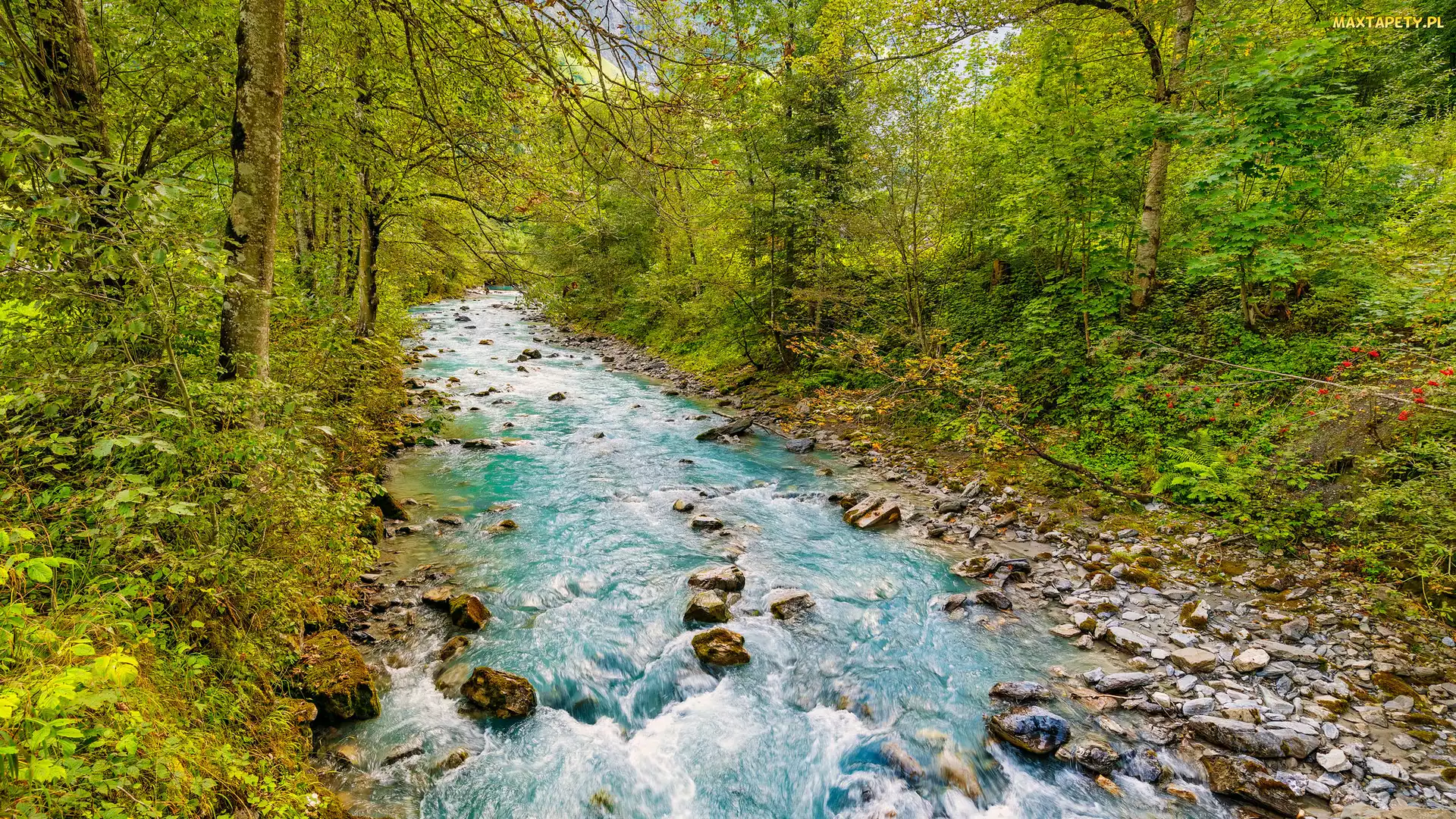 Rzeka, Drzewa, Rośliny, Kamienie, Las