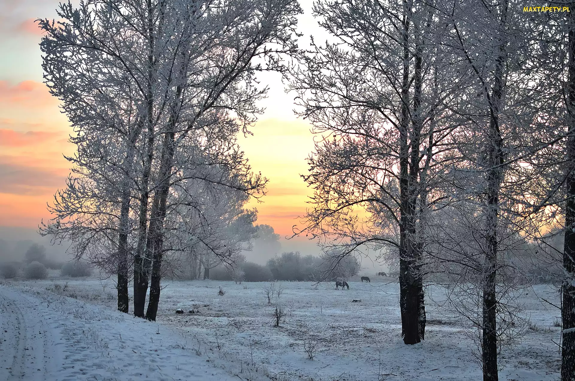 Łąka, Zachód słońca, Konie, Drzewa, Zima