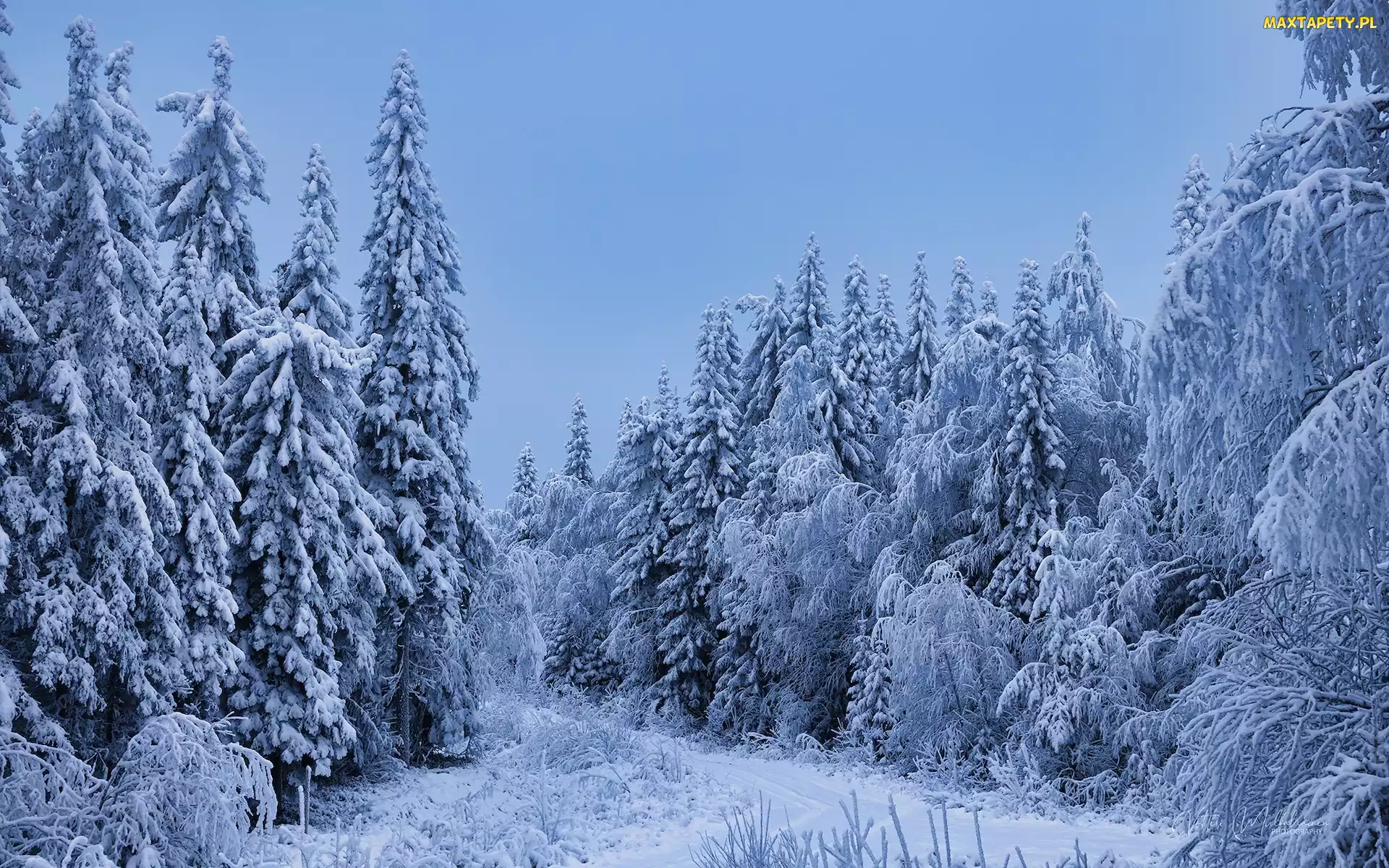 Śnieg, Las, Drzewa iglaste, Ośnieżone, Zima