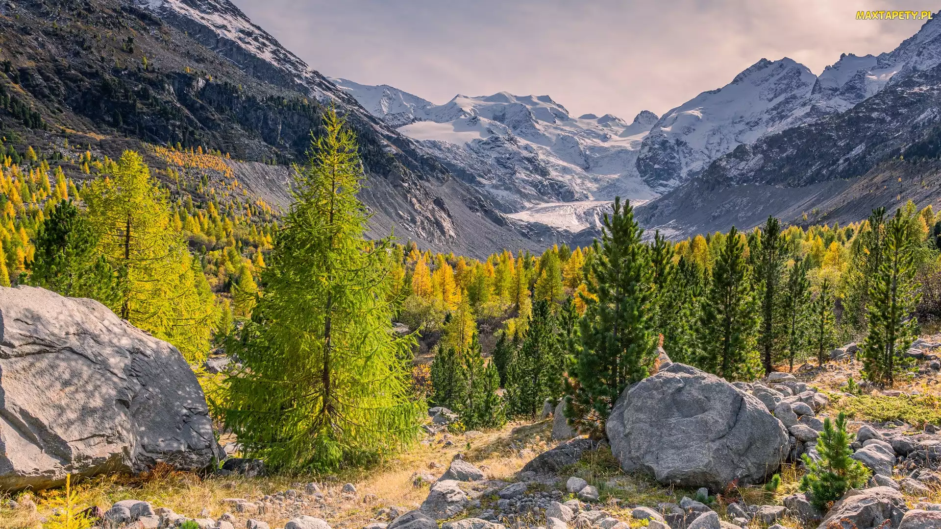 Morteratsch Glacier, Lodowiec, Alpy, Szwajcaria, Drzewa, Góry, Kamienie
