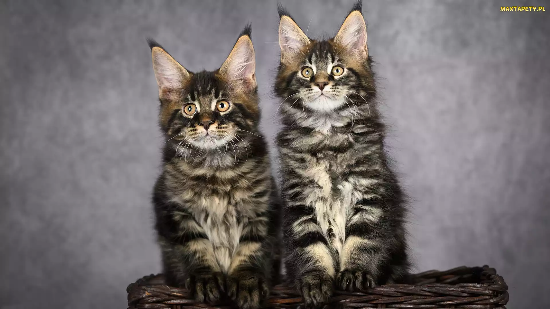 Koszyk, Maine coon, Dwa, Koty