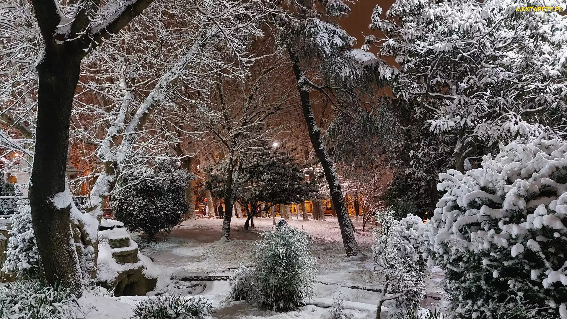 Park, Drzewa, Zima, Ośnieżone
