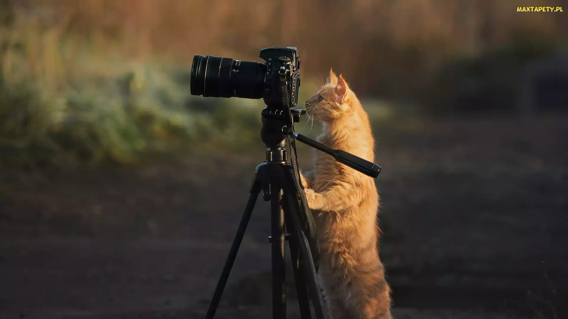 Kot, Aparat fotograficzny, Rudy
