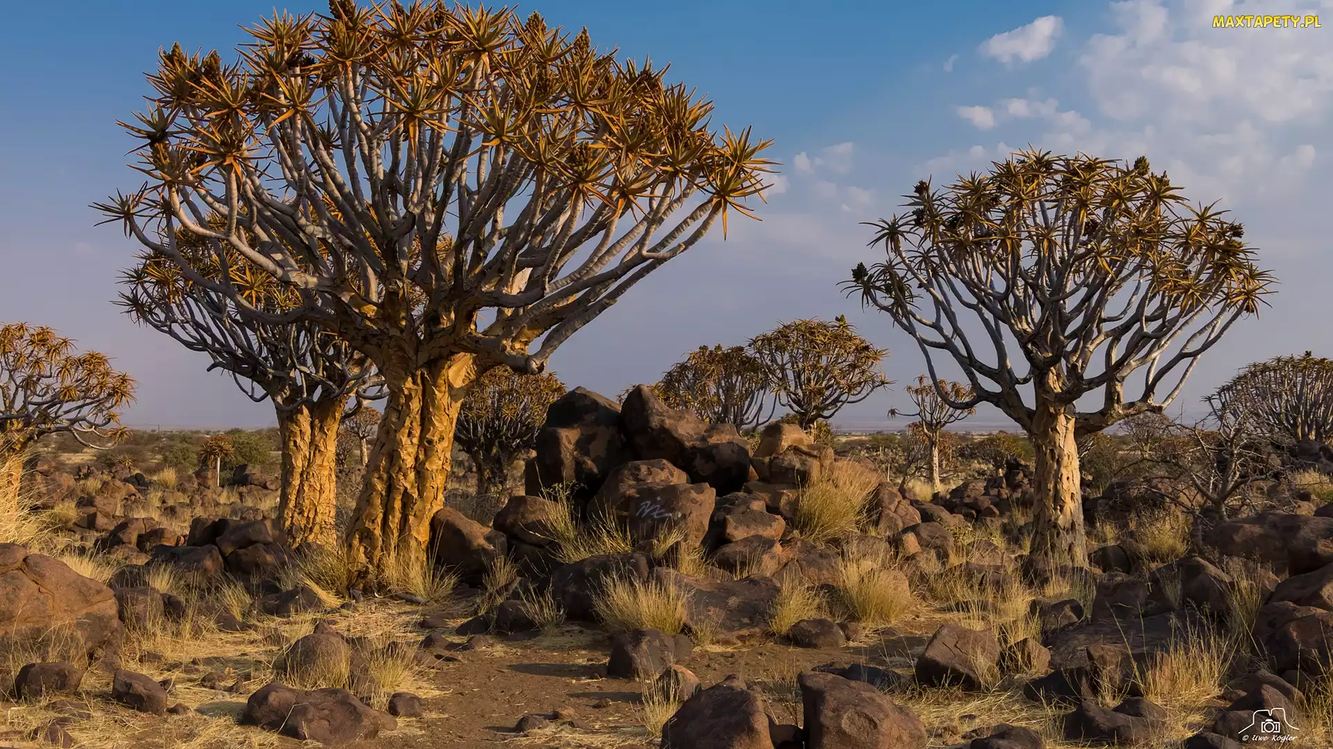 Kokerboomy, Kamienie, Drzewa kołczanowe, Quiver Tree Forest, Namibia, Las, Afryka, Tseiblaagte