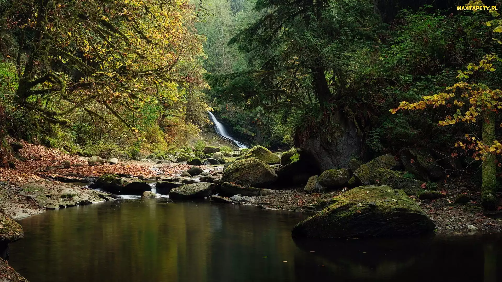 Kolumbia Brytyjska, Kanaka Creek, Kamienie, Kanada, Rzeka, Las, Drzewa