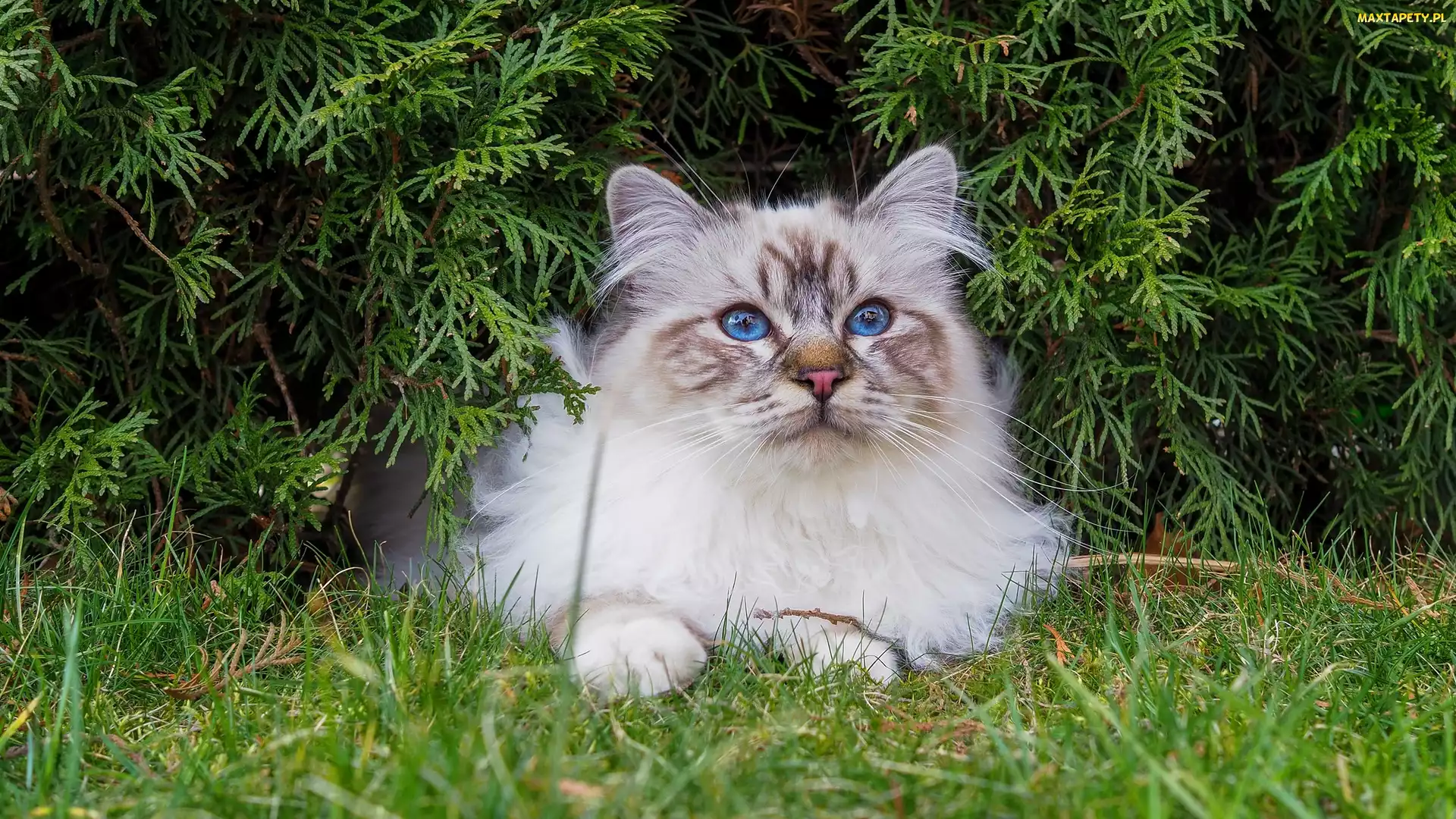 Ragdoll, Zieleń, Trawa, Niebieskooki, Kot