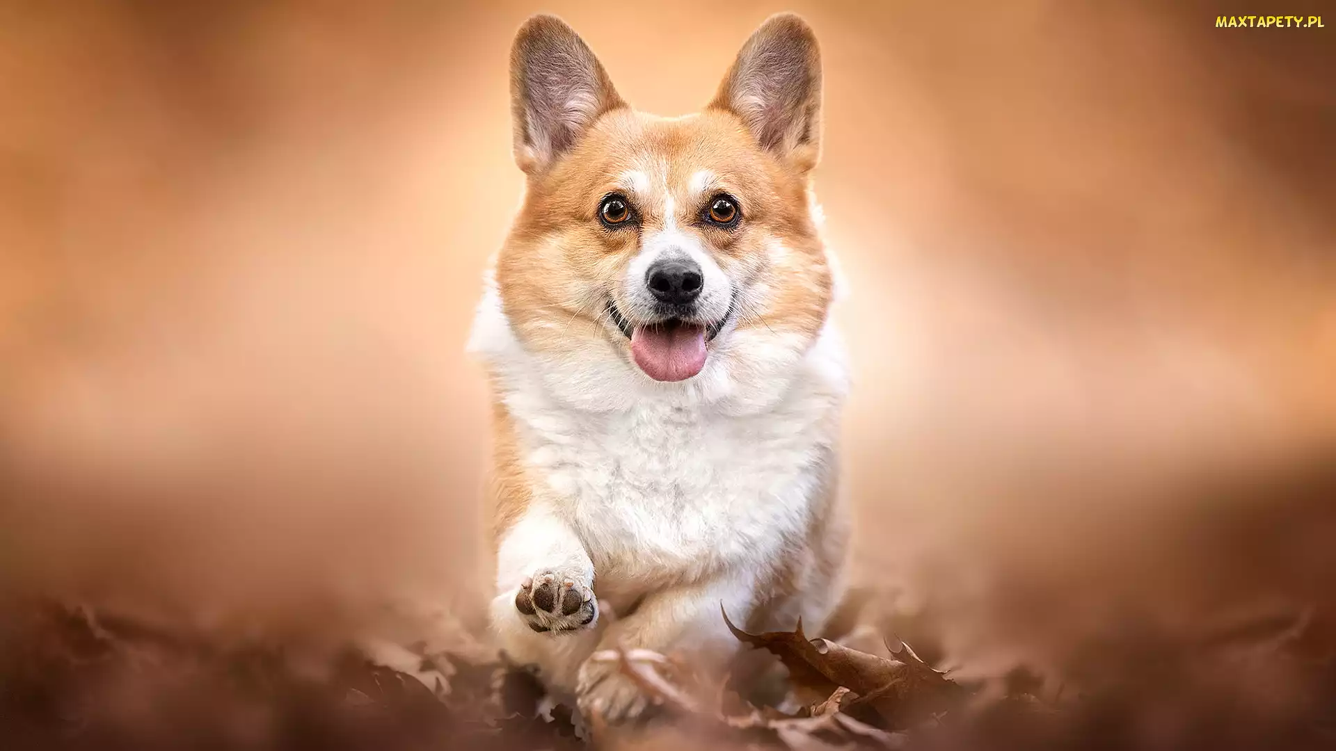 Łapka, Uniesiona, Pies, Welsh corgi pembroke