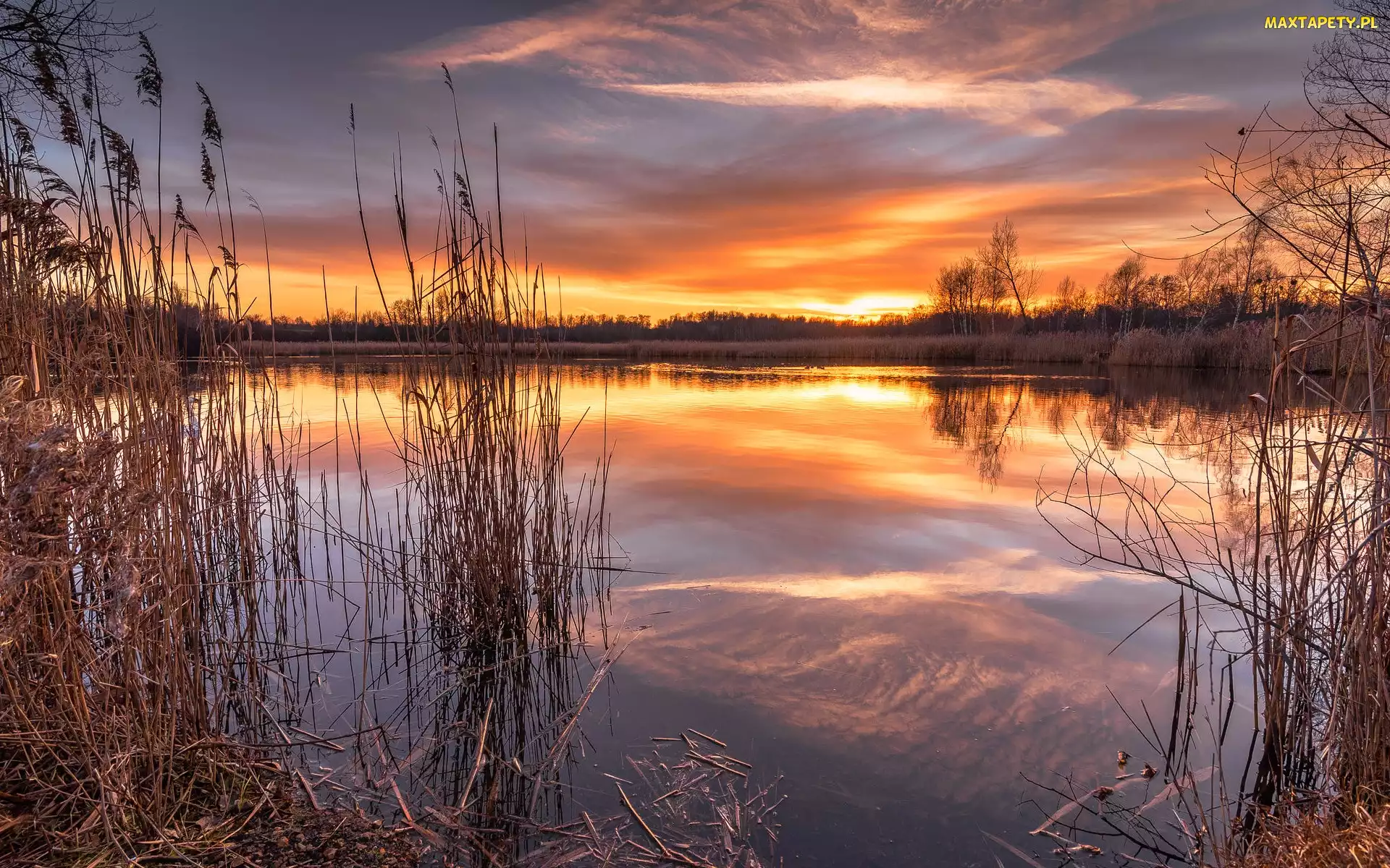 Szuwary, Zachód słońca, Drzewa, Trawy, Jezioro