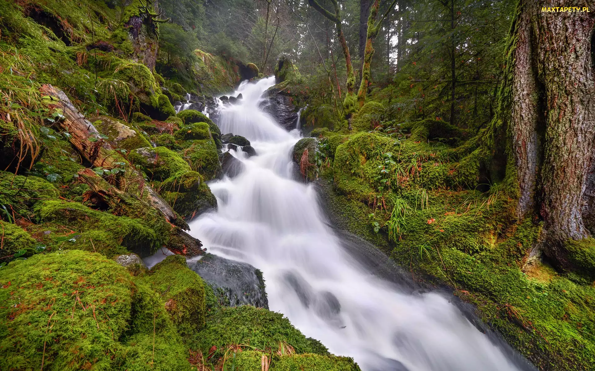 Mossy River, Las, Rzeka, Kamienie, Prowincja Saskatchewan, Omszałe, Kanada, Drzewa