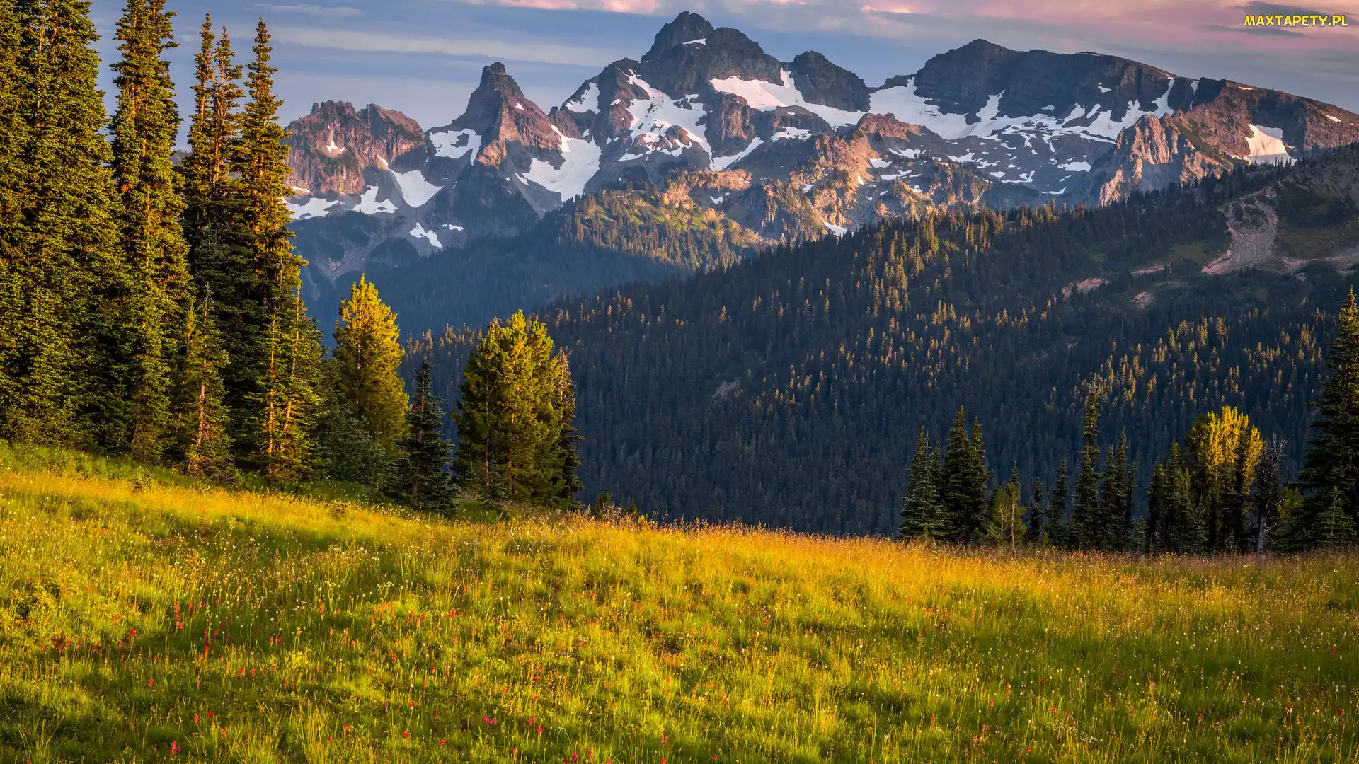 Stan Waszyngton, Park Narodowy Mount Rainier, Drzewa, Stany Zjednoczone, Kwiaty, Góry, Łąki