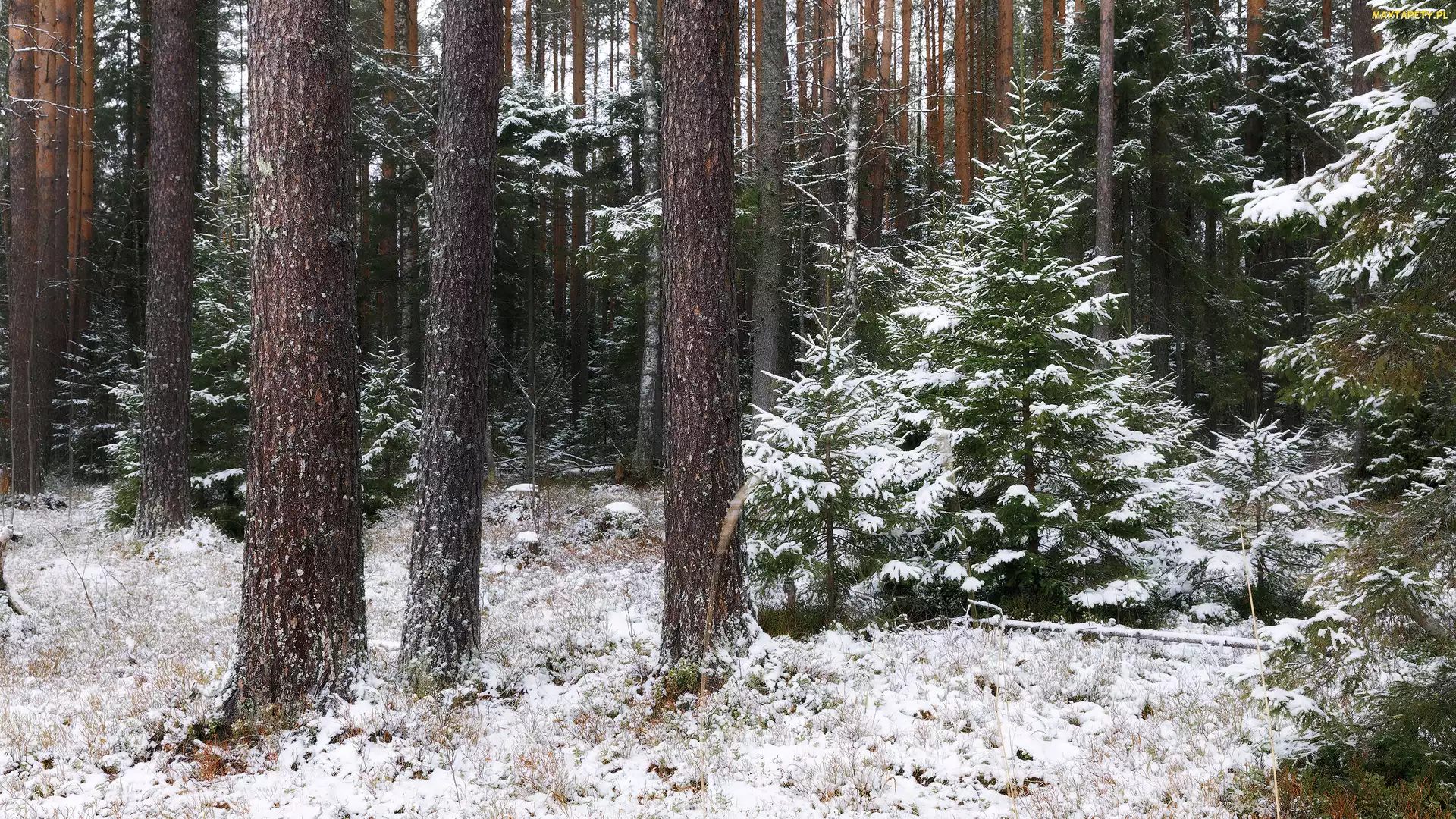 Pnie, Drzewa, Śnieg, Zima, Las, Ośnieżone