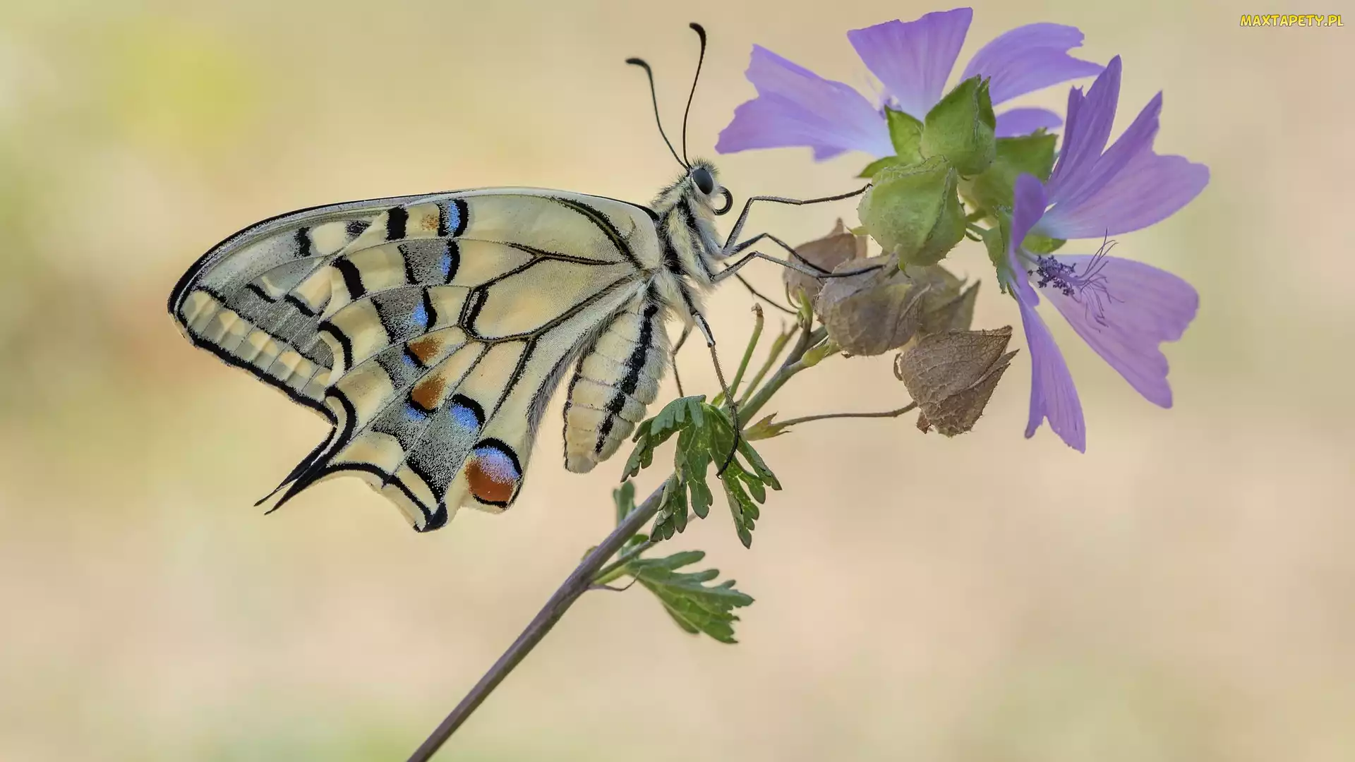 Paź królowej, Zbliżenie, Ślaz zaniedbany, Kwiat, Motyl