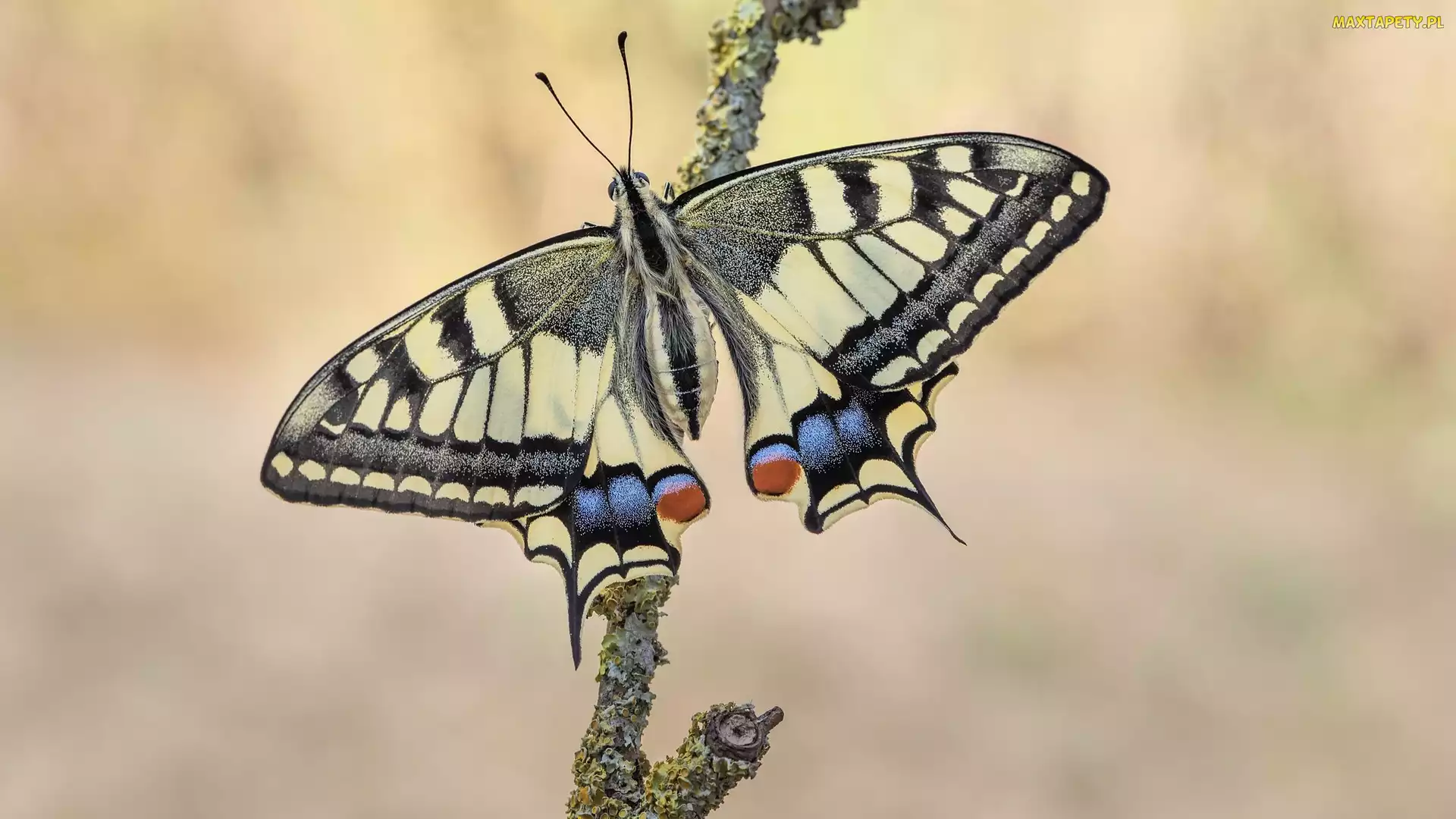 Paź królowej, Gałąź, Motyl