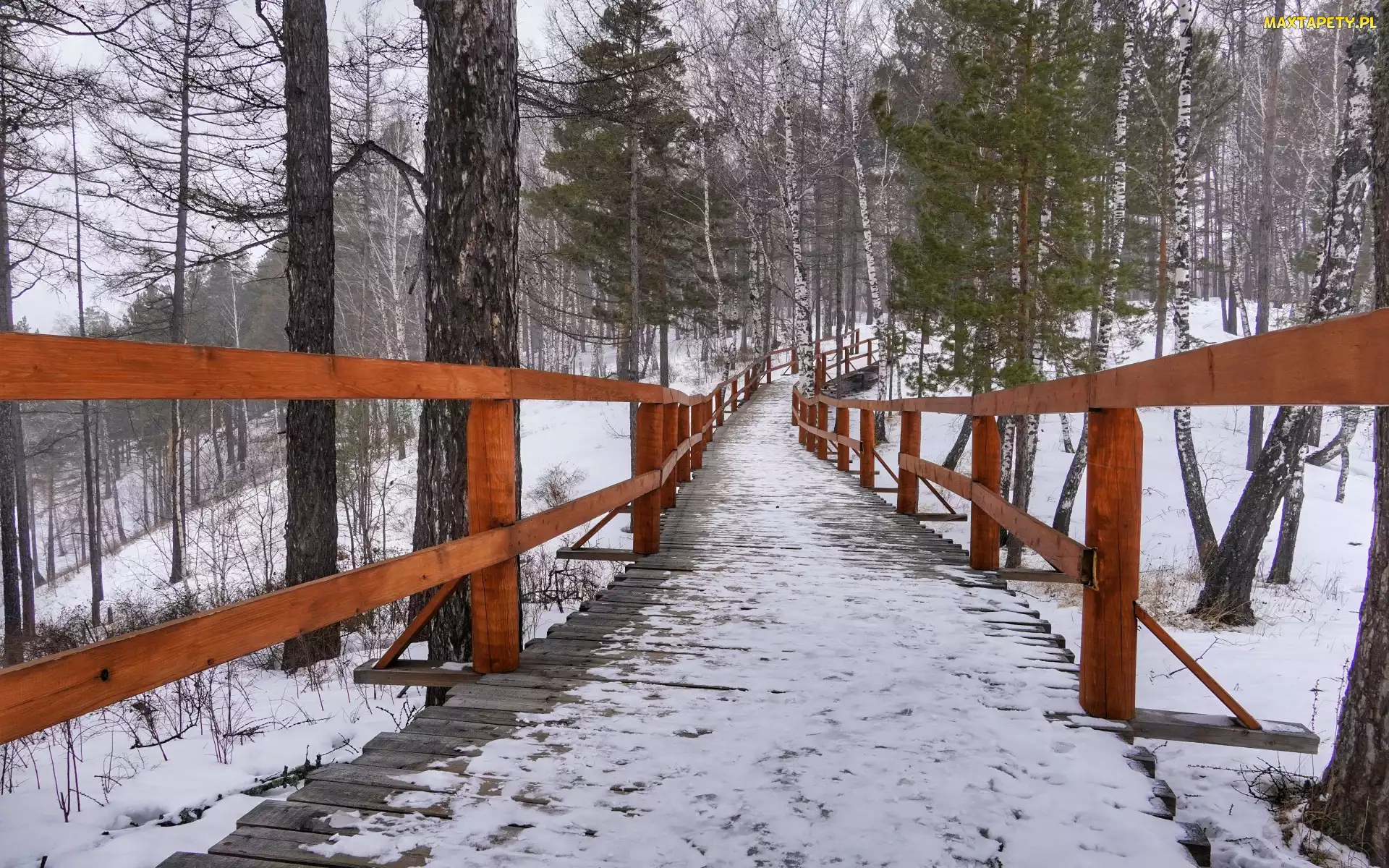 Poręcz, Pomost, Las, Zima, Drzewa, Śnieg