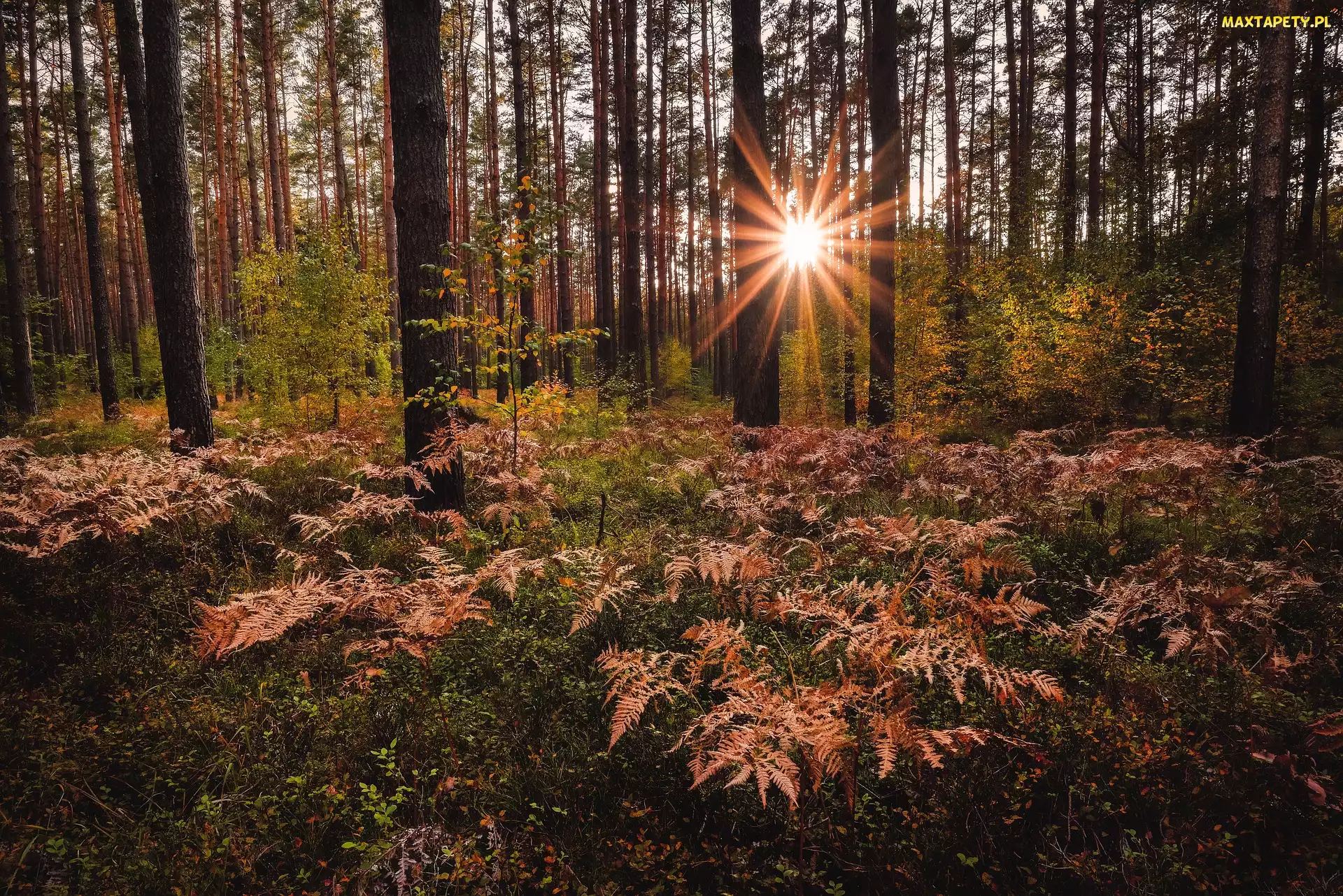 Promienie słońca, Paprocie, Jkesień, Las