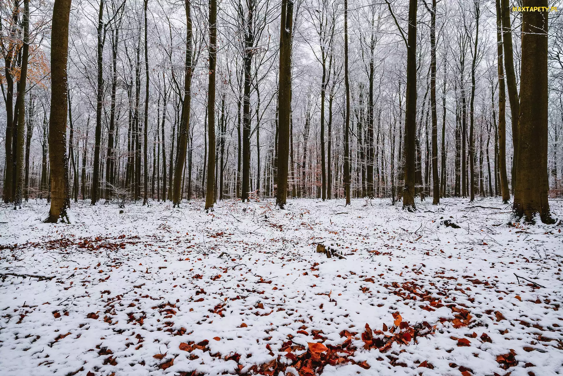 Śnieg, Liście, Las, Zima, Drzewa, Opadłe